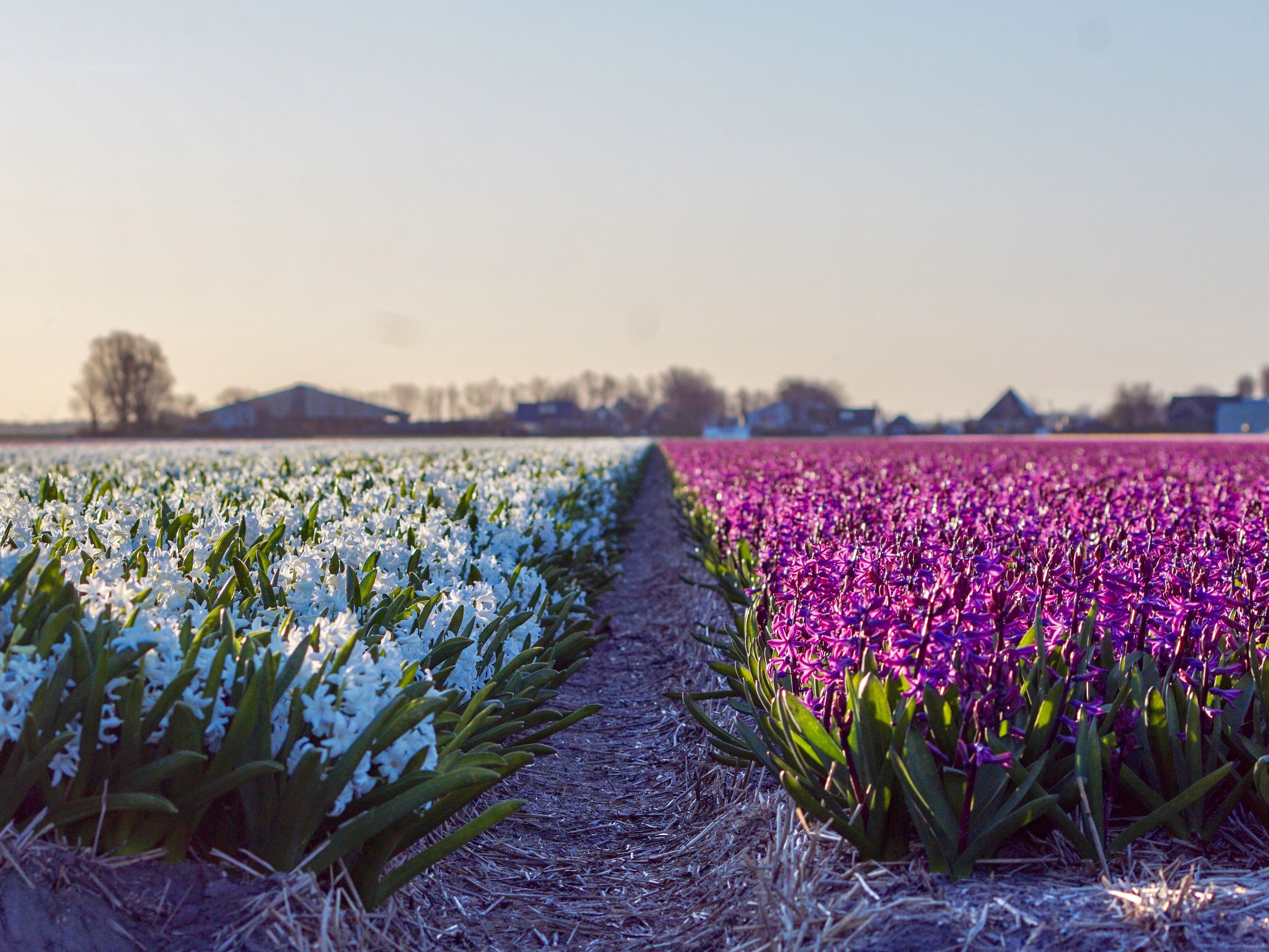 Hyacinths Picture. Download Free Image