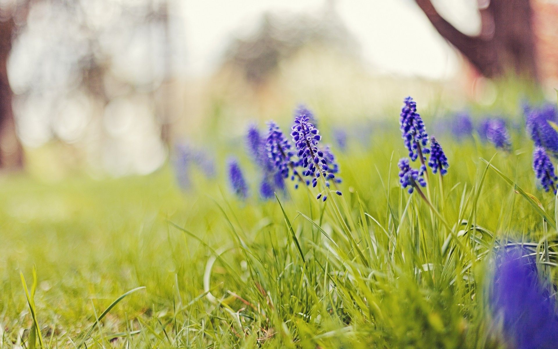 nature, Flowers, Grass, Depth, Of, Field, Blue, Flowers, Hyacinths