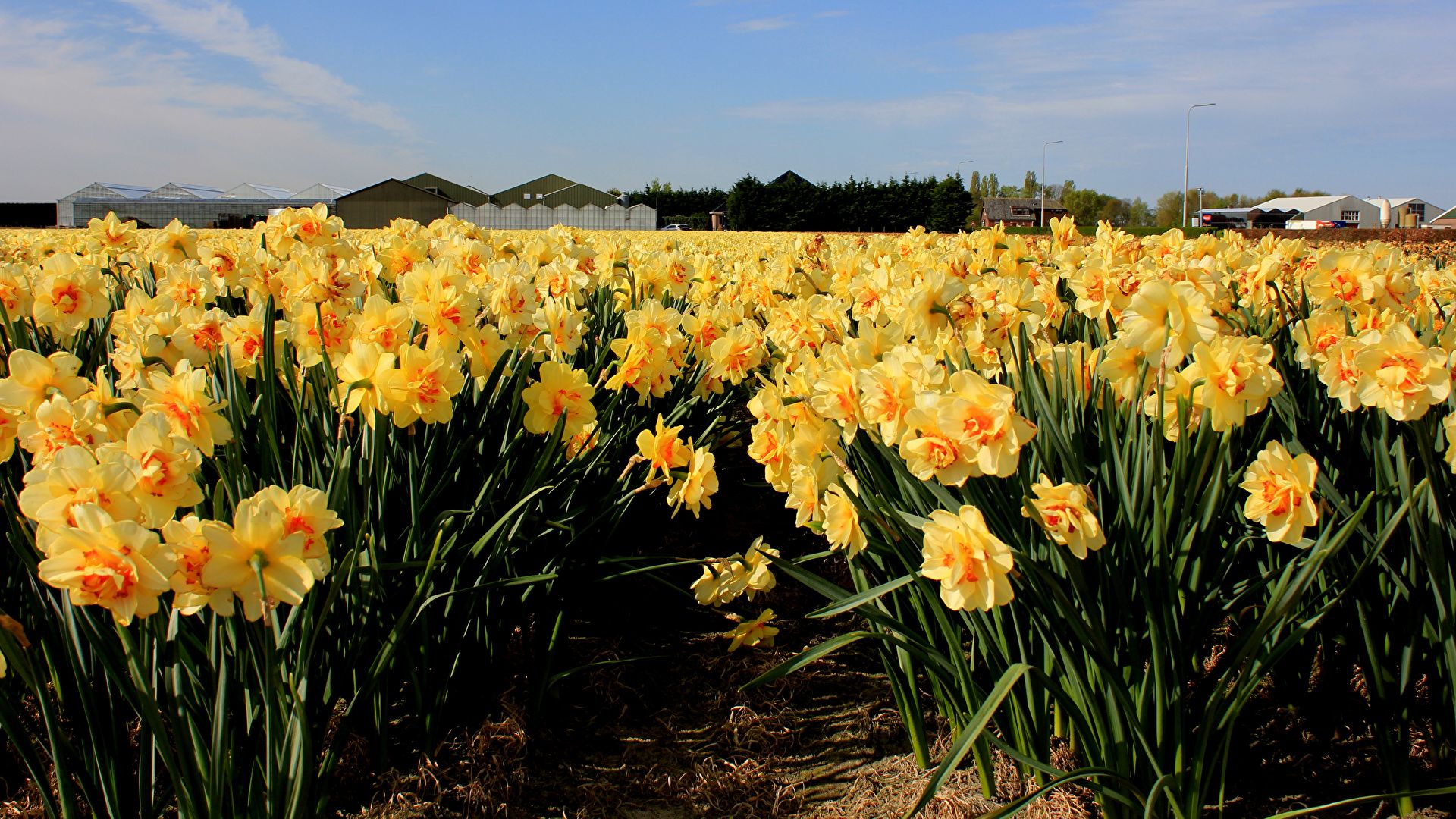 Image Netherlands Hillegom Fields Flowers Daffodils Many 1920x1080