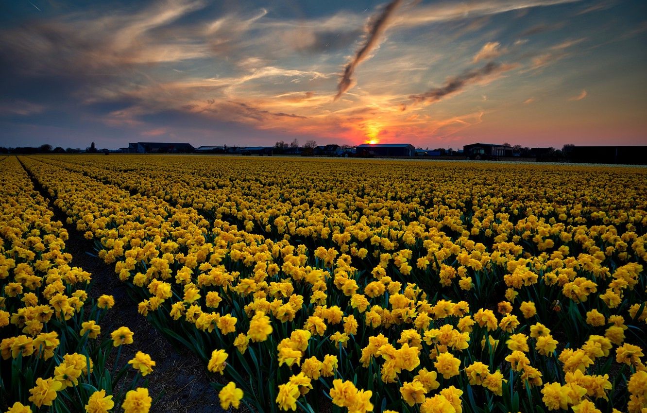 Wallpaper field, the sky, sunset, flowers, Netherlands, daffodils