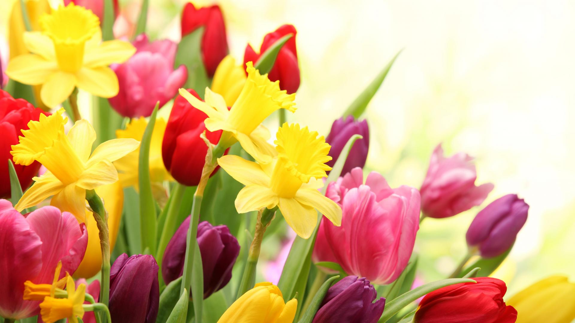 Colorful Spring Flowers wallpaperx1080