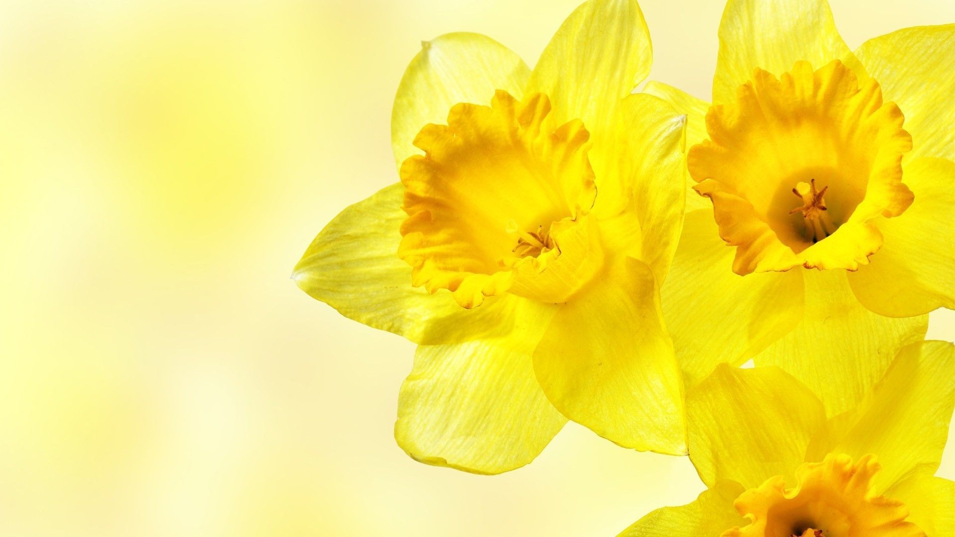 Daffodils, Flowers, Yellow Flowers Wallpaper HD