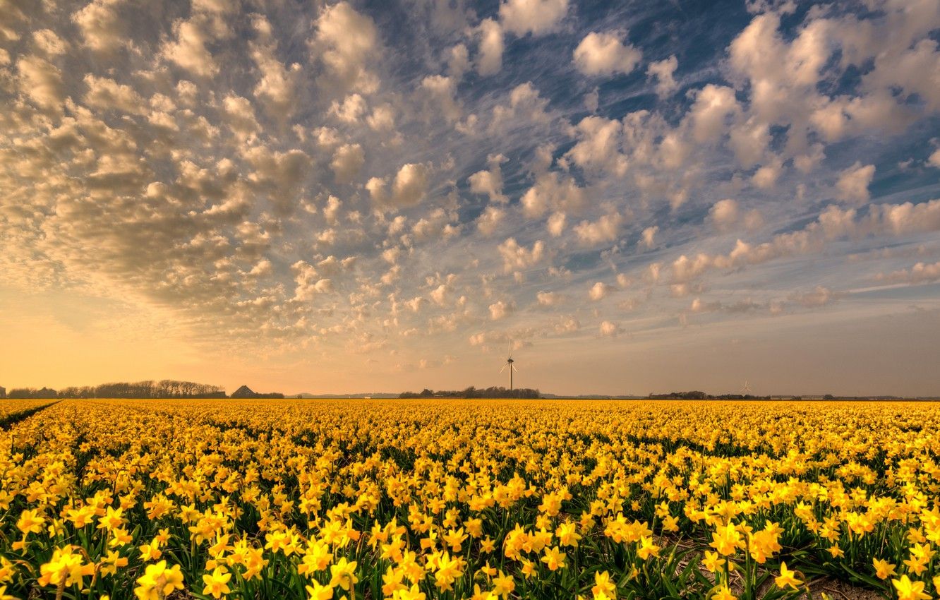 Wallpaper field, the sky, clouds, flowers, beauty, windmill