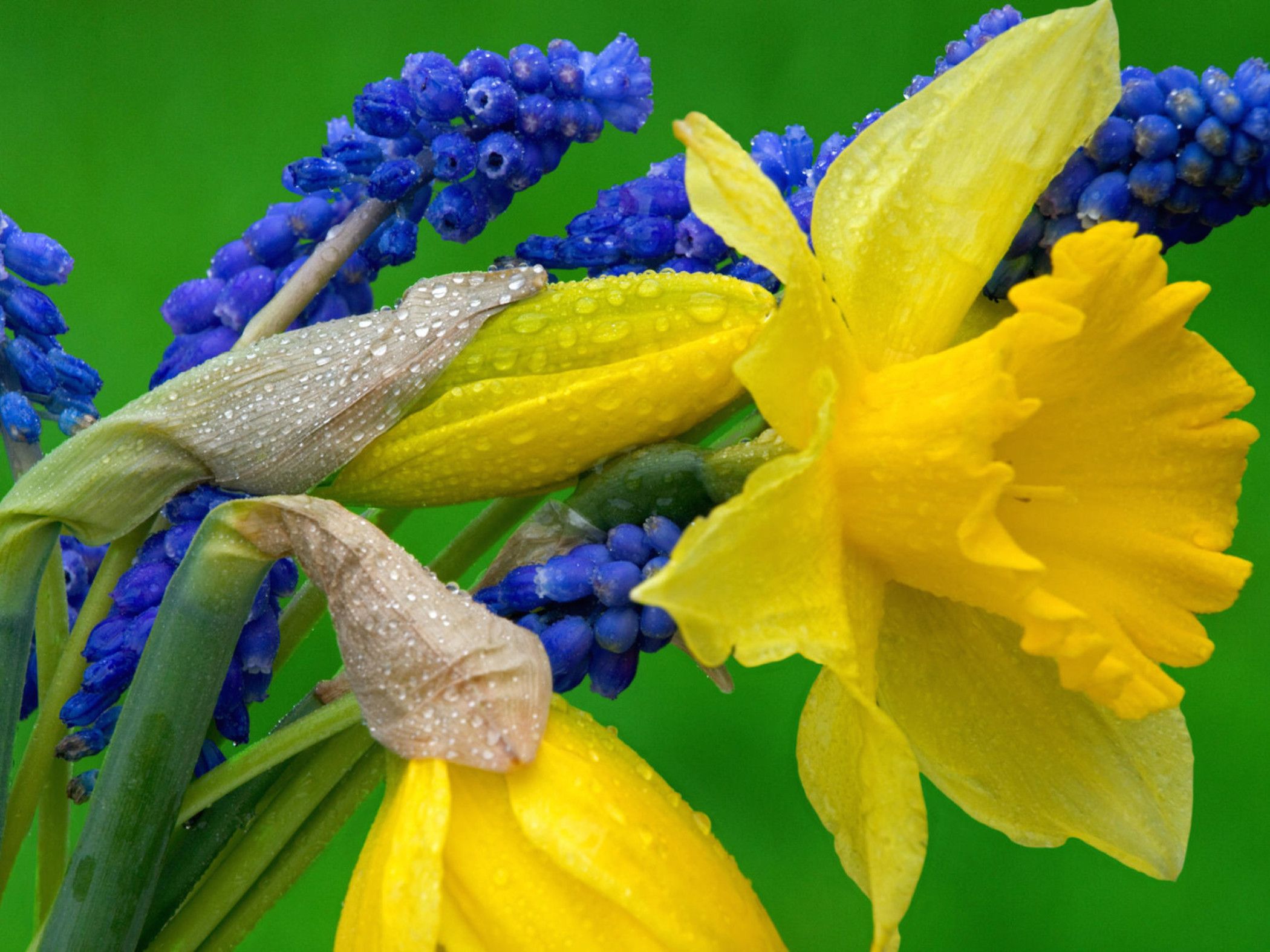 Daffodils And Grape Hyacinth Wallpaper