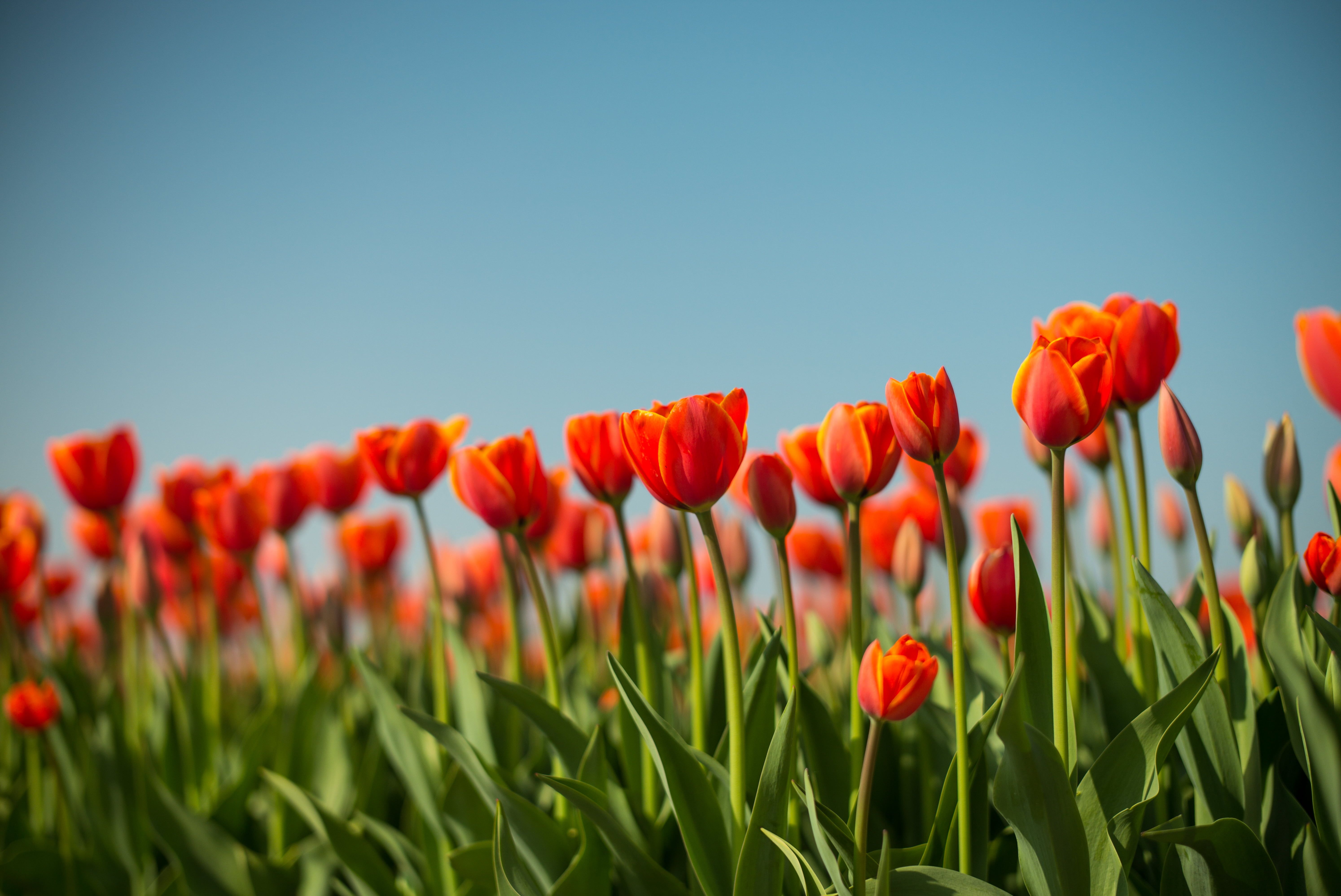 Red Tulips at daytime, dutch HD wallpaper
