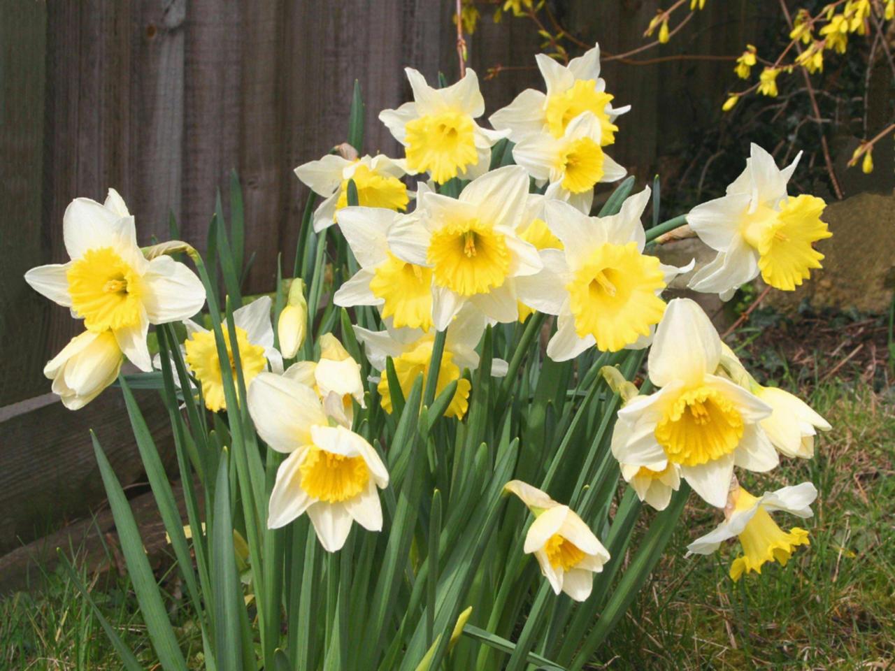 Spring Daffodils wallpaper. Spring Daffodils