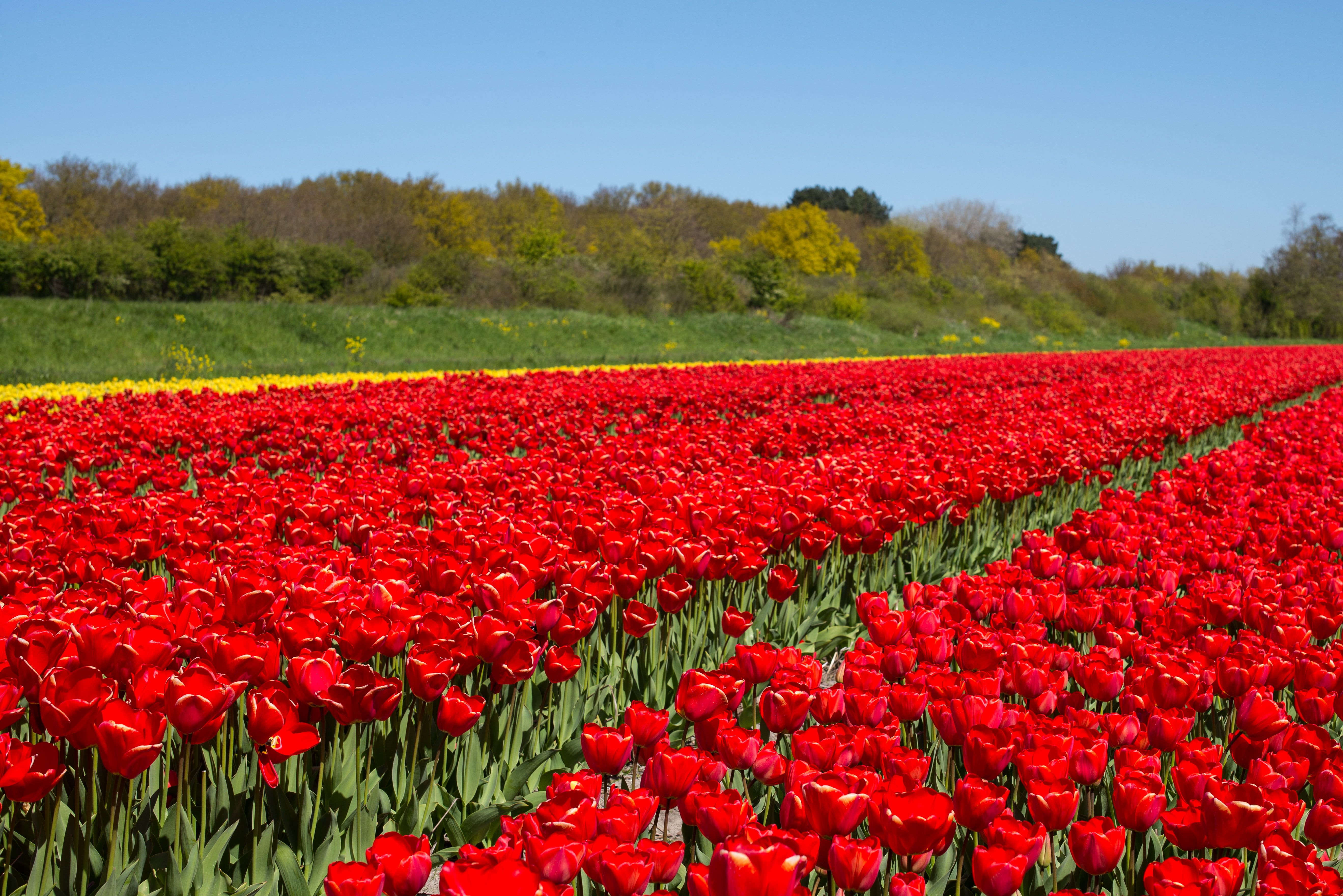 Red Tulip field at daytime, dutch HD wallpaper