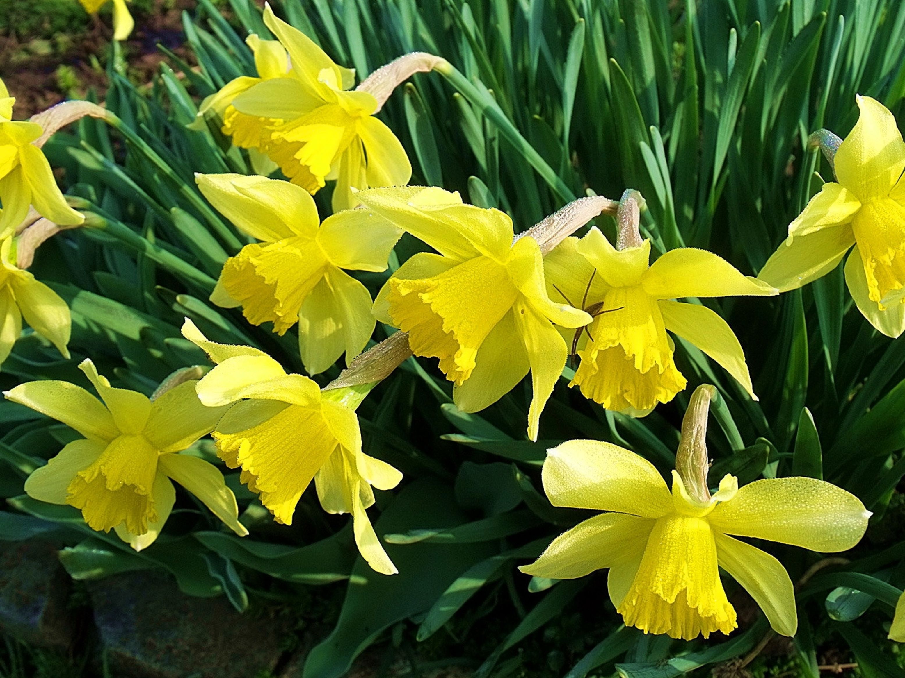 Daffodils, Flowers, Flowerbed, Spring, Garden, Mood, background, free, photo