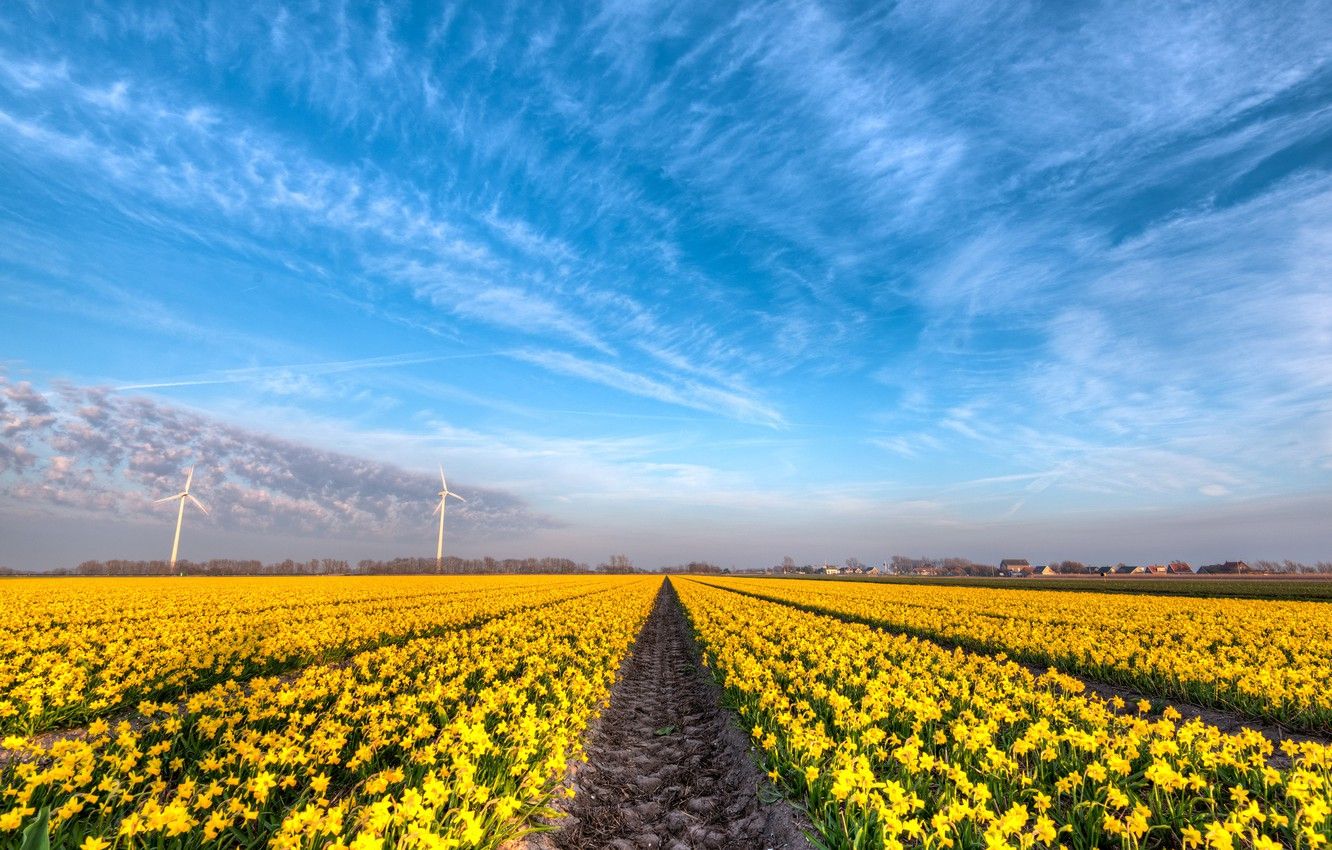 Wallpaper field, clouds, flowers, blue, beauty, spring, yellow