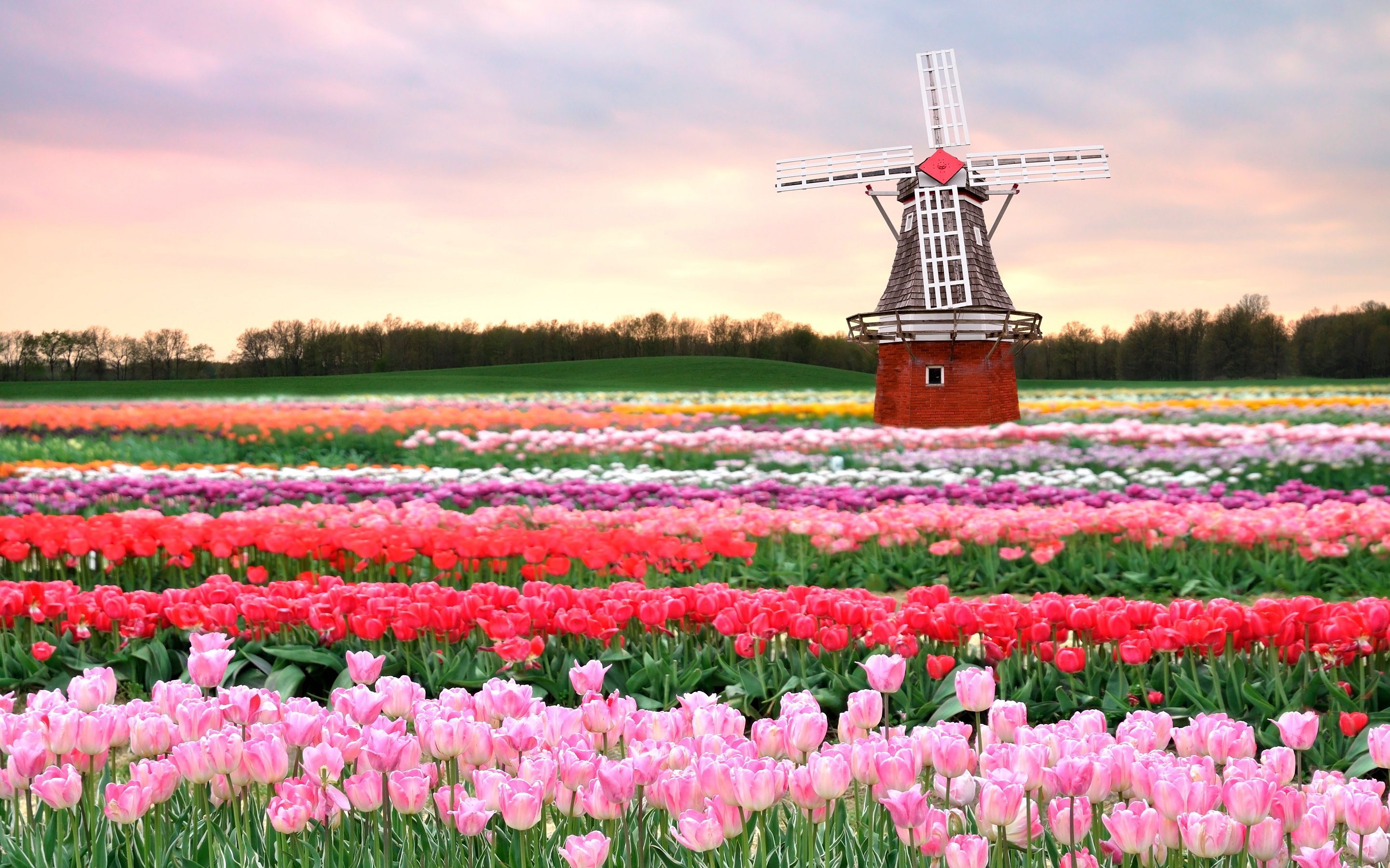 Netherlands Tulip Fields of flowers Globe