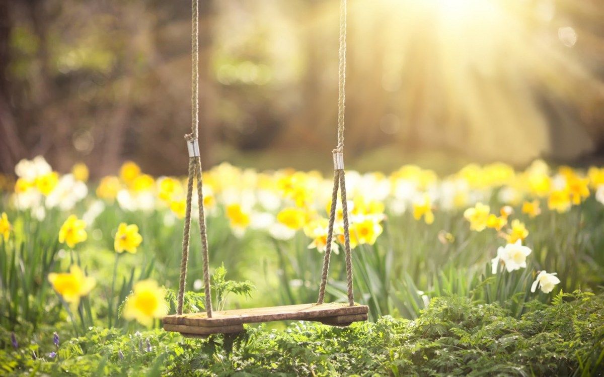 Spring Daffodils Flowers Swing Hd Wallpaper. By Grace Alone