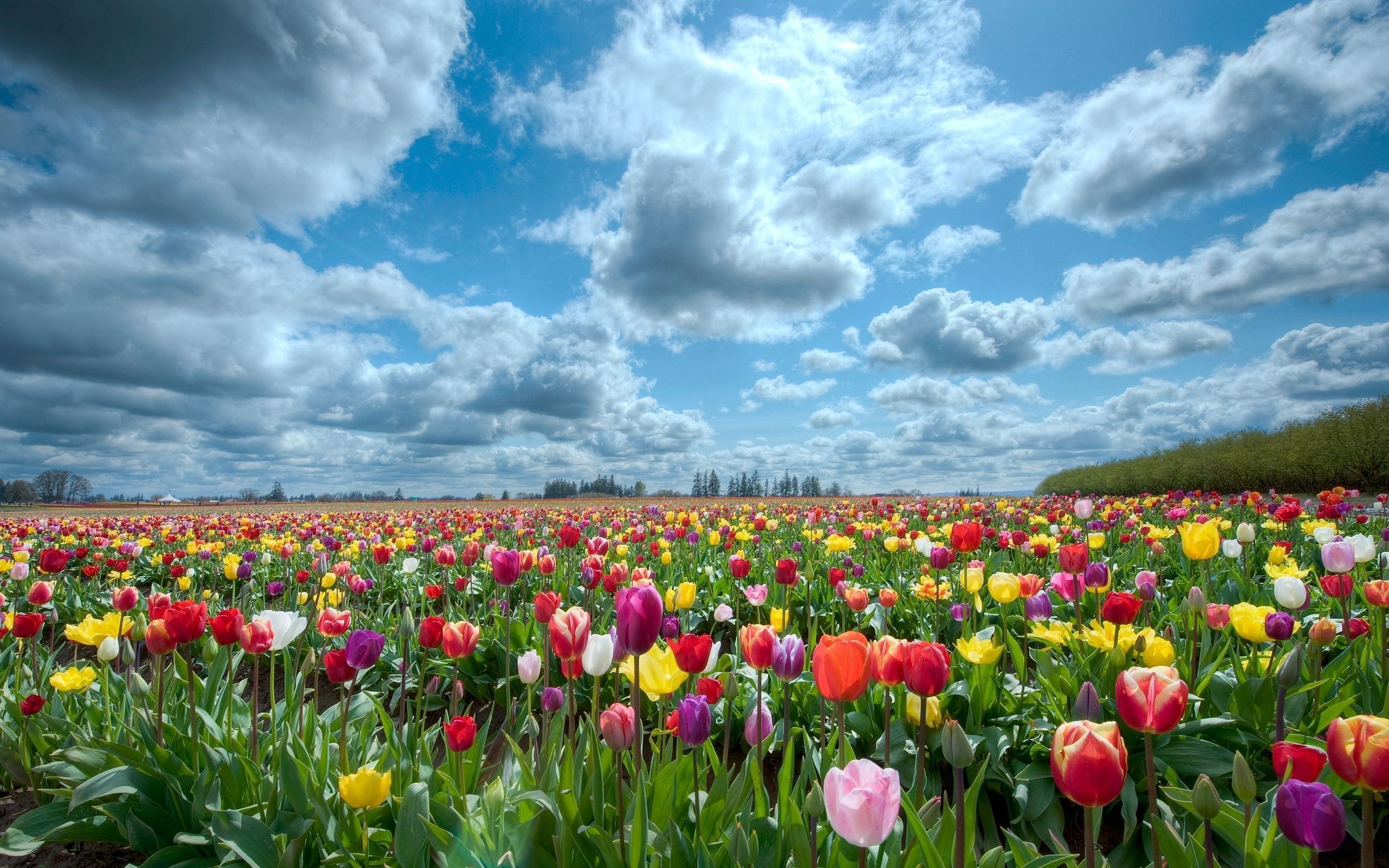 Google Image Result For Image Tulips Scenery