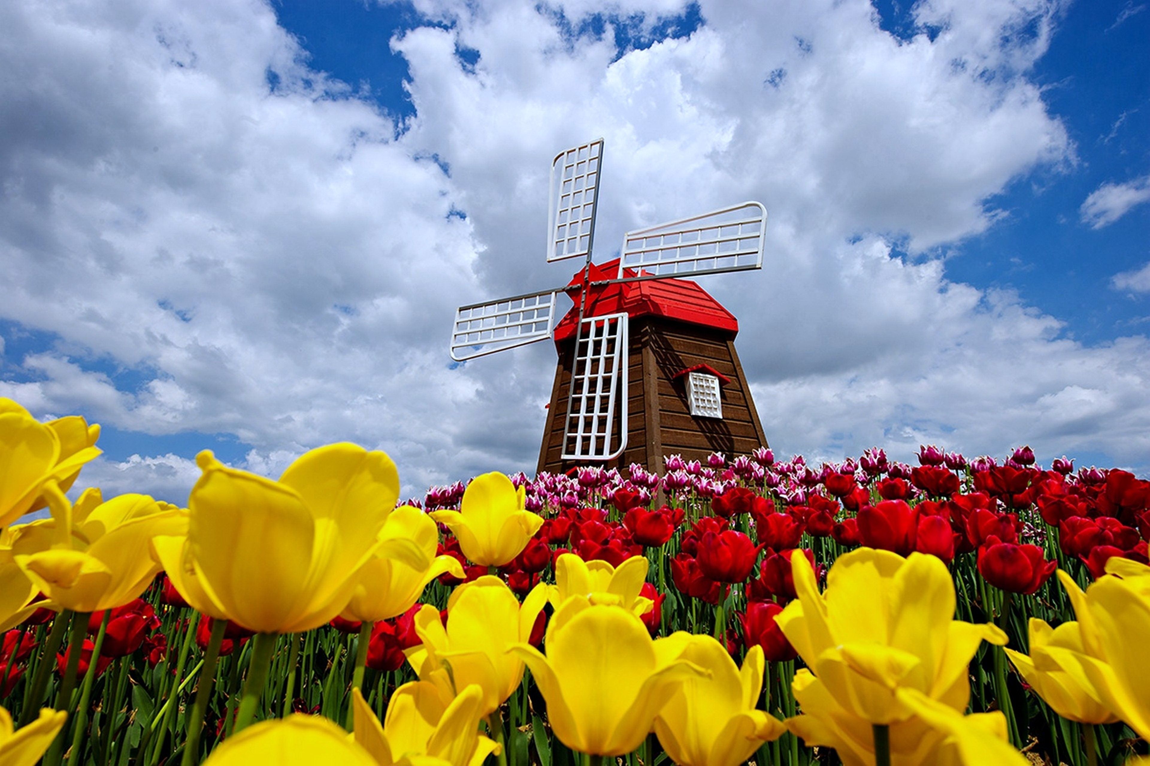 Free download Nature Windmill Sky Clouds Spring Flowers Tulips