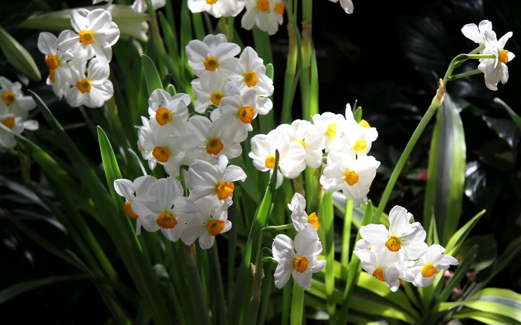 Download wallpaper 1680x1050 daffodils, flowers, spring, flowerbed