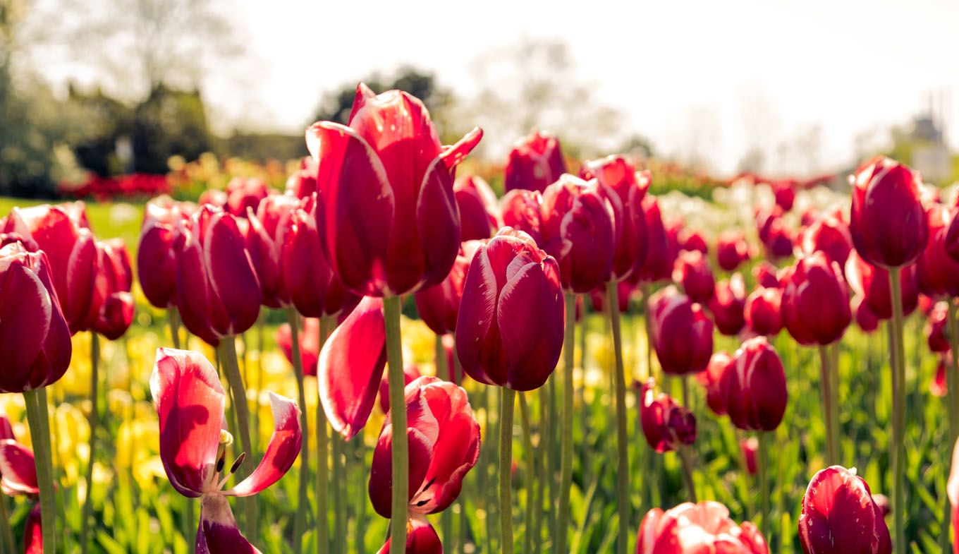 Tulips and flower bulbs in the Netherlands