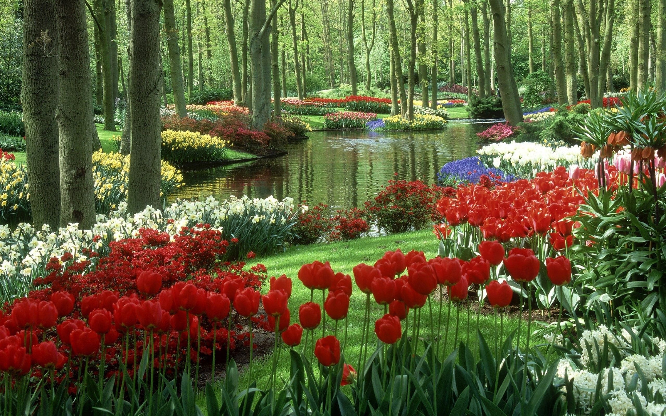 Tulips, Daffodils, Ornamental, Lake, Trees, Garden, Netherlands