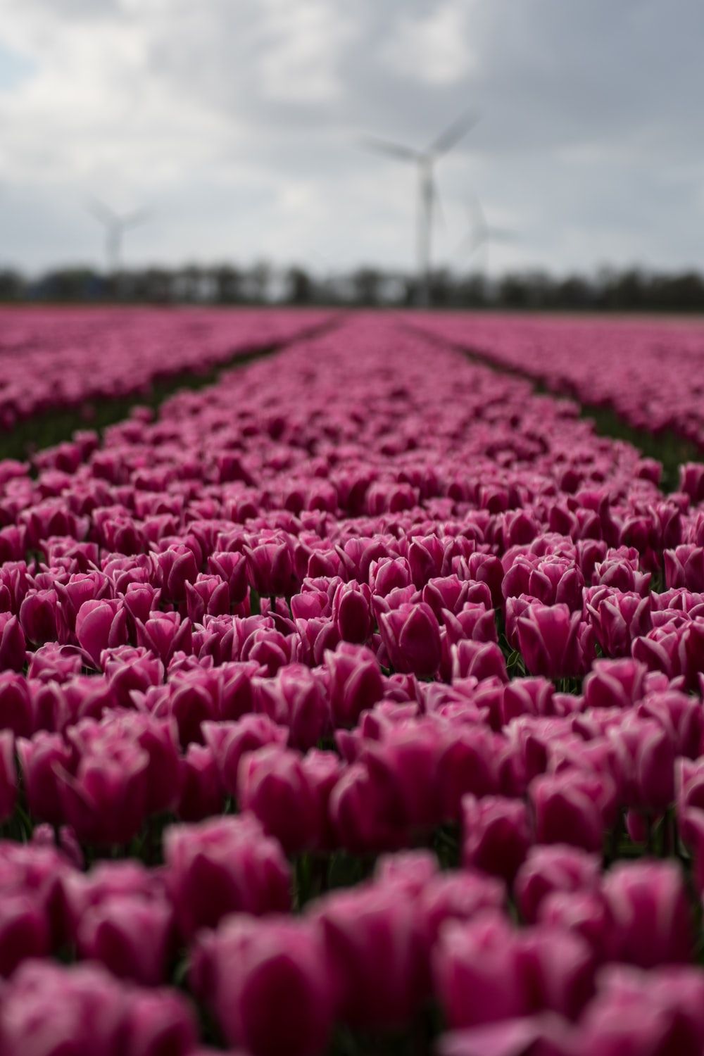 Dutch Tulip Field Picture. Download Free Image