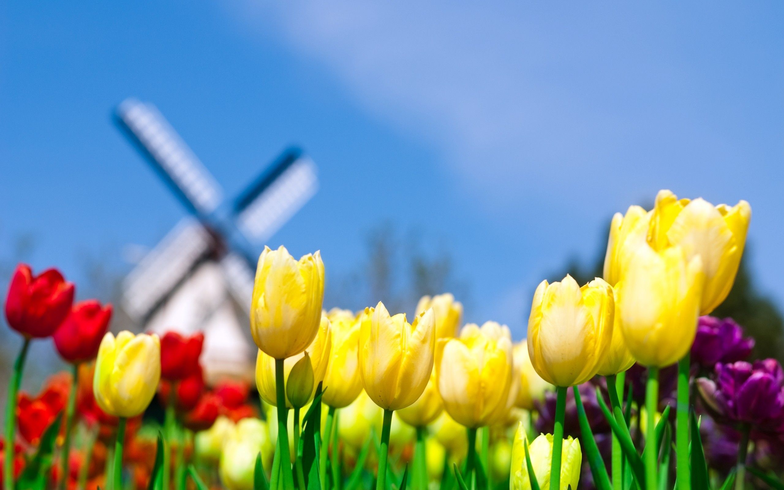 nature, multicolor, flowers, plants, tulips, macro, windmills