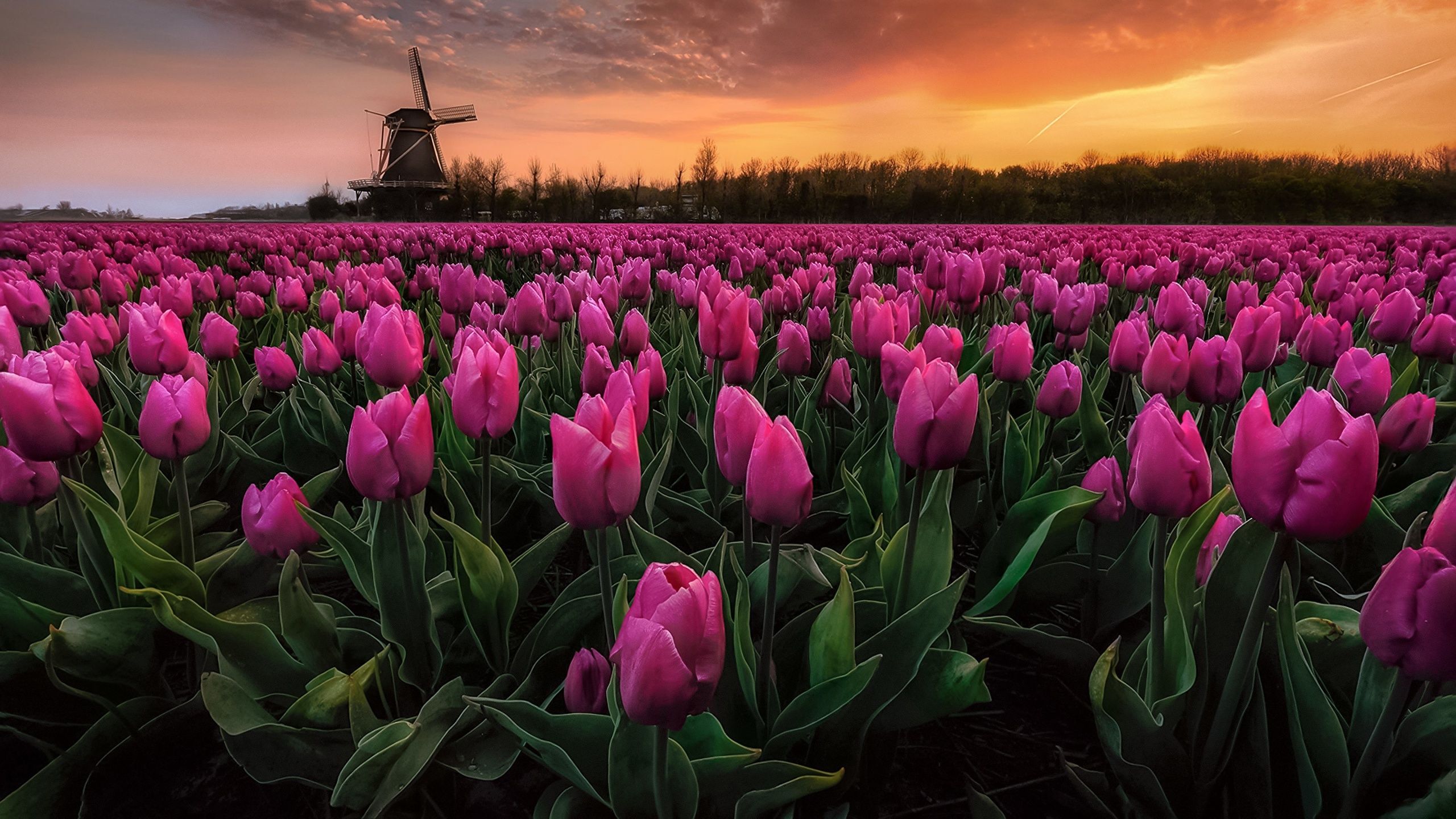 Photo Netherlands tulip Pink color Fields Flowers Evening 2560x1440