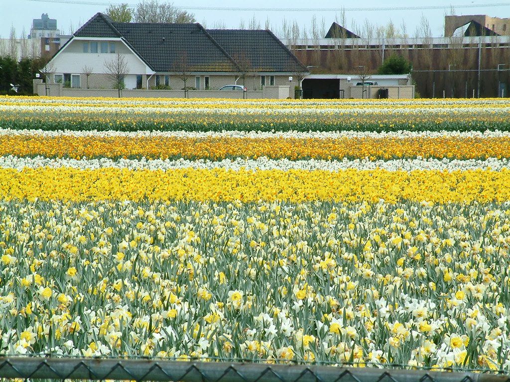 Daffodil Fields in Holland. I wandered lonely as a cloud Th