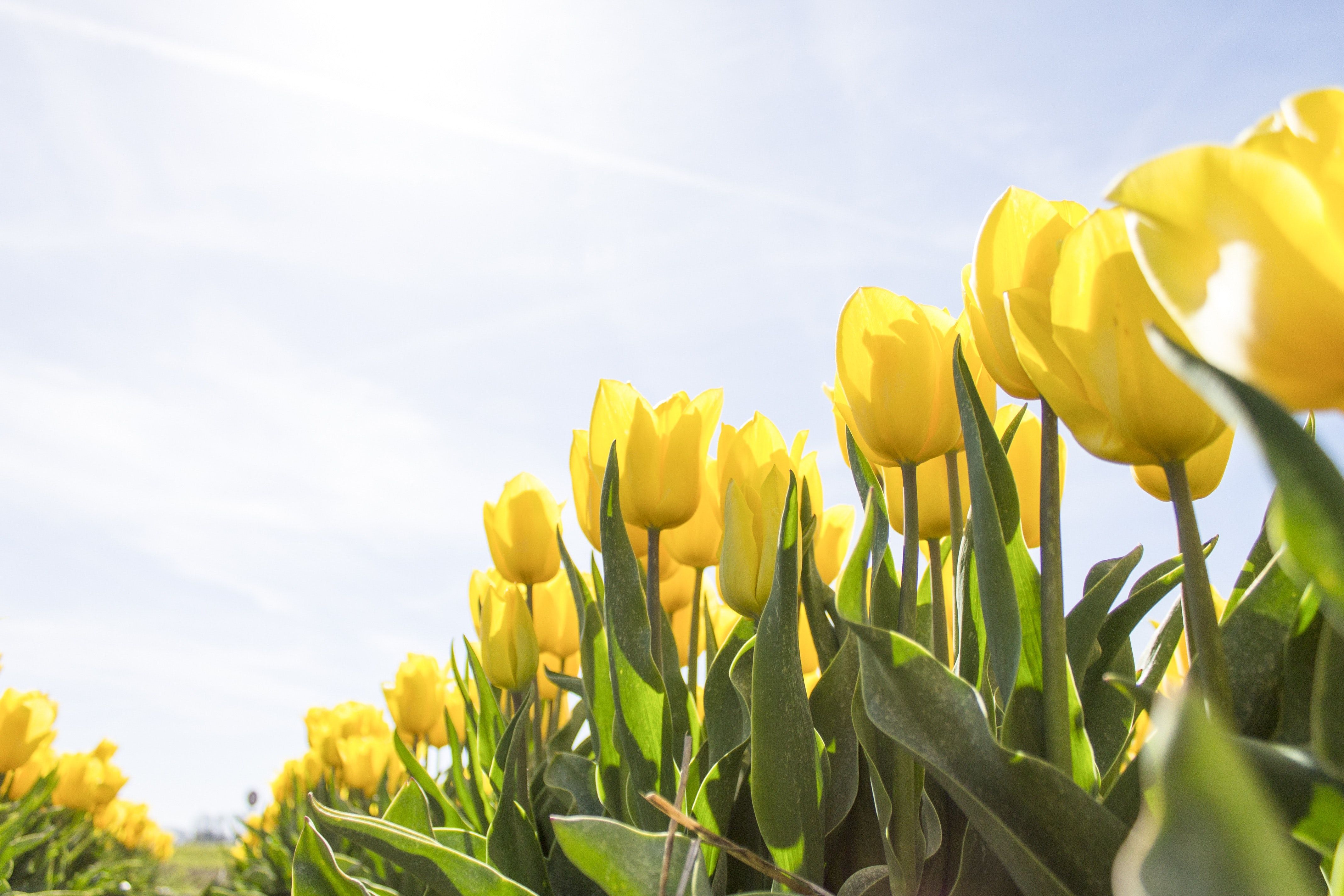 Yellow Tulip Flower Field during Daytime · Free