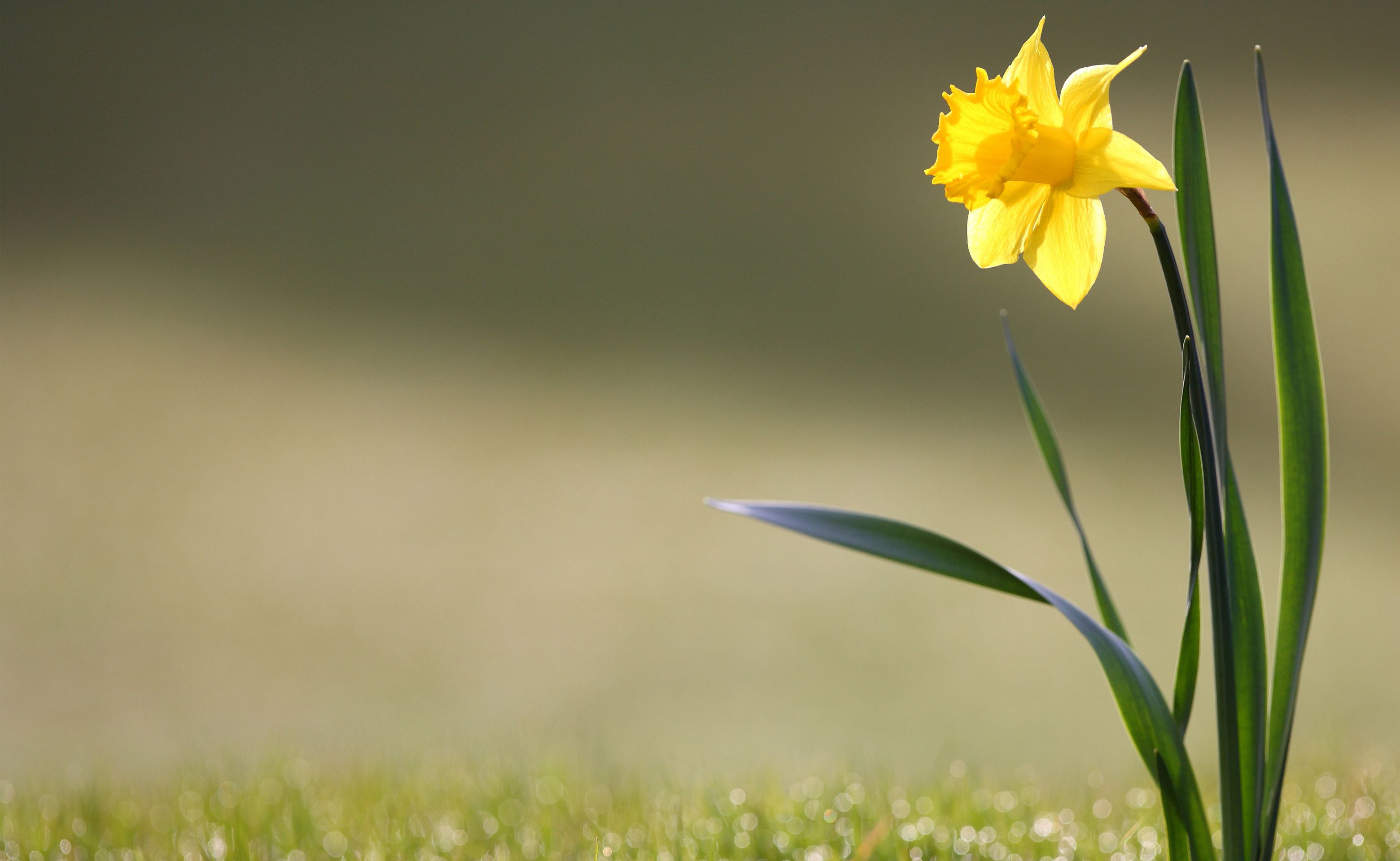 Daffodils Background. Field Daffodils