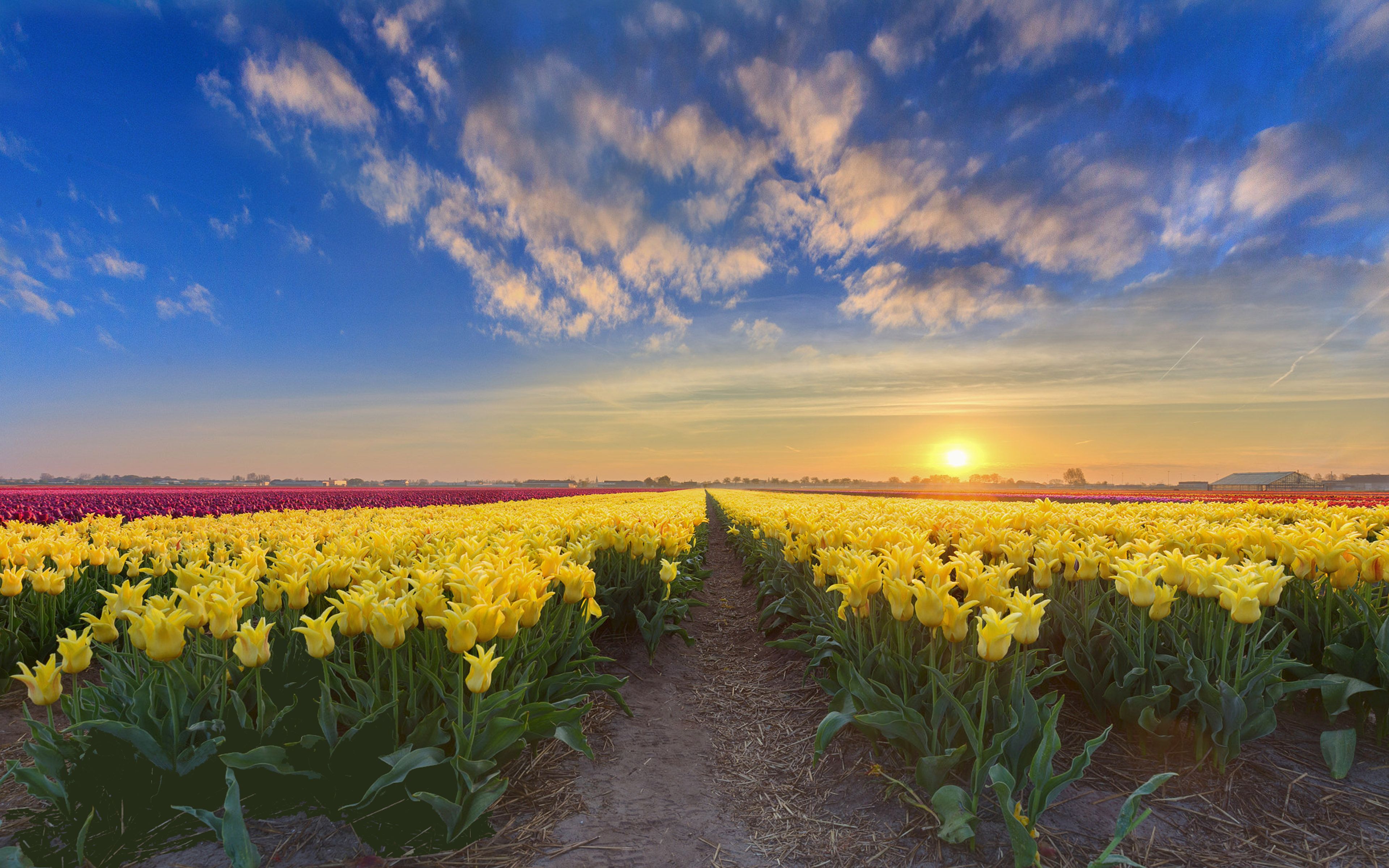 Gold Sunset Netherlands Spring Flowers Plantation With Yellow Red And Pink Tulips 4k Ultra HD Tv Wallpaper For Desktop Laptop Tablet And Mobile Phones 3840x2400, Wallpaper13.com