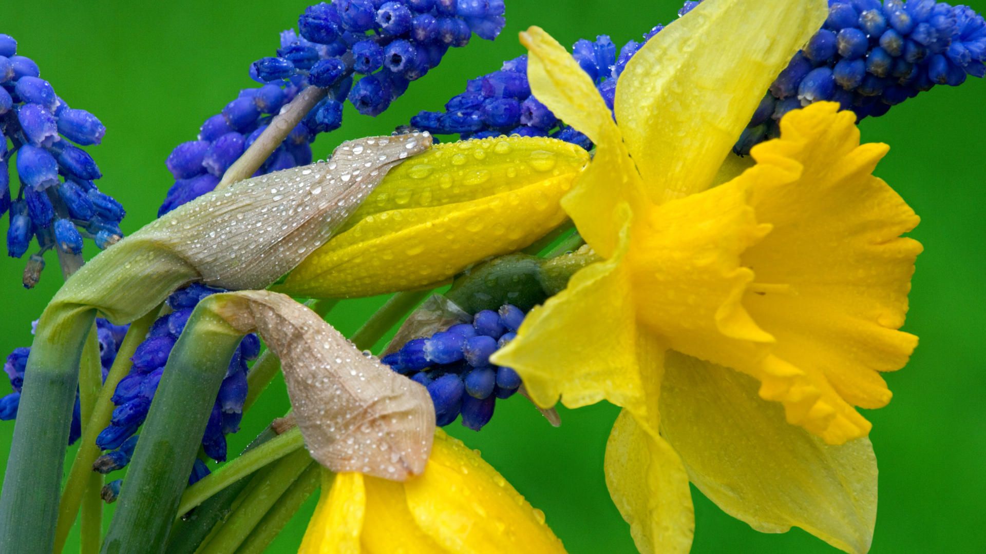Download 1920x1080 Daffodil and Hyacinth Wallpaper