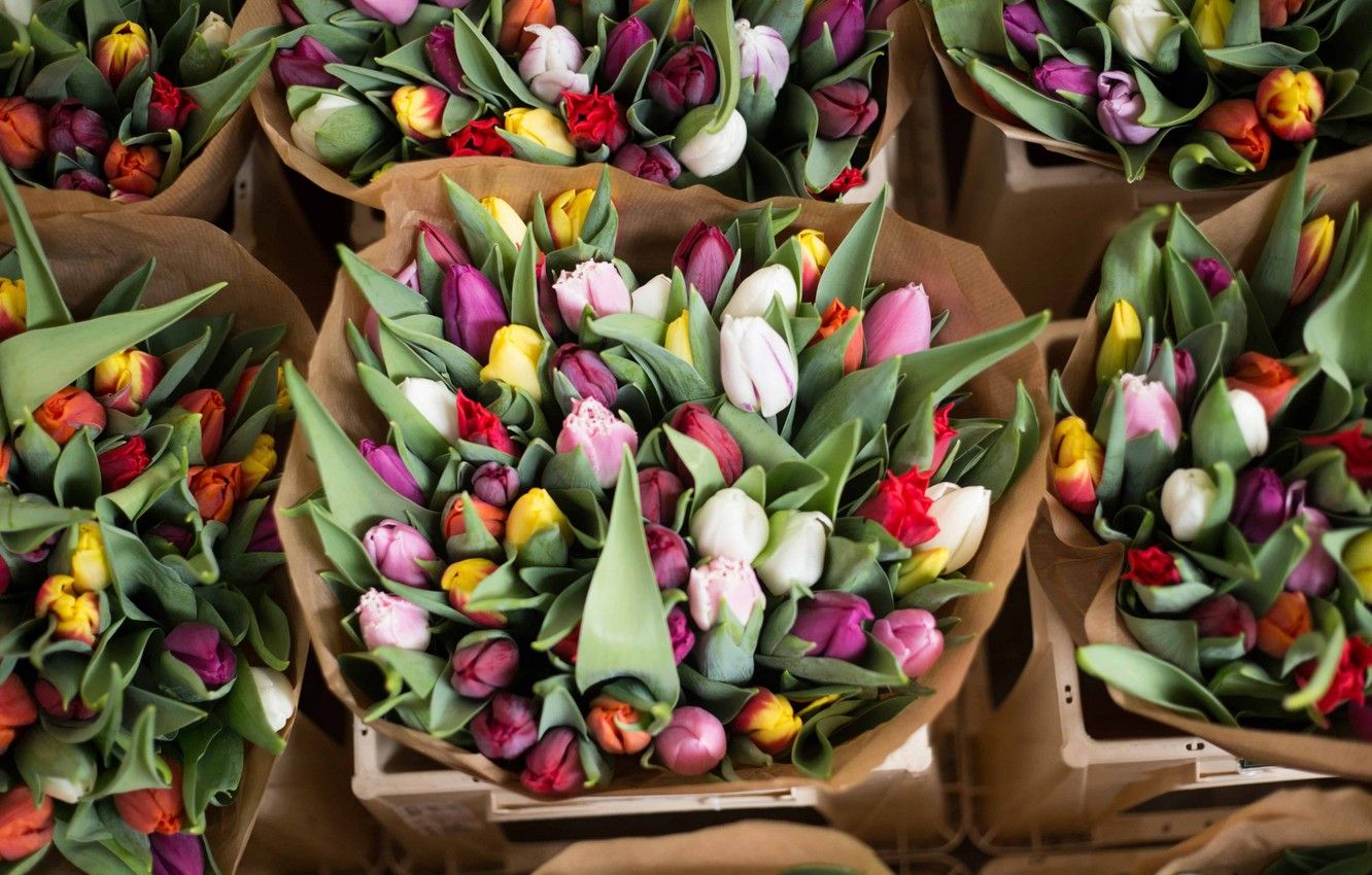 Wallpaper Flower, Bouquet, Springtime, Dutch tulips image