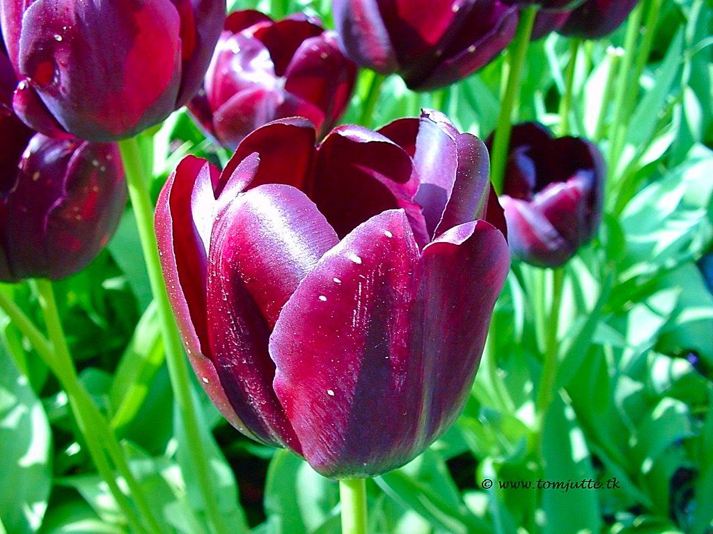 Dutch Tulips, Black Tulip, Queen of the Night