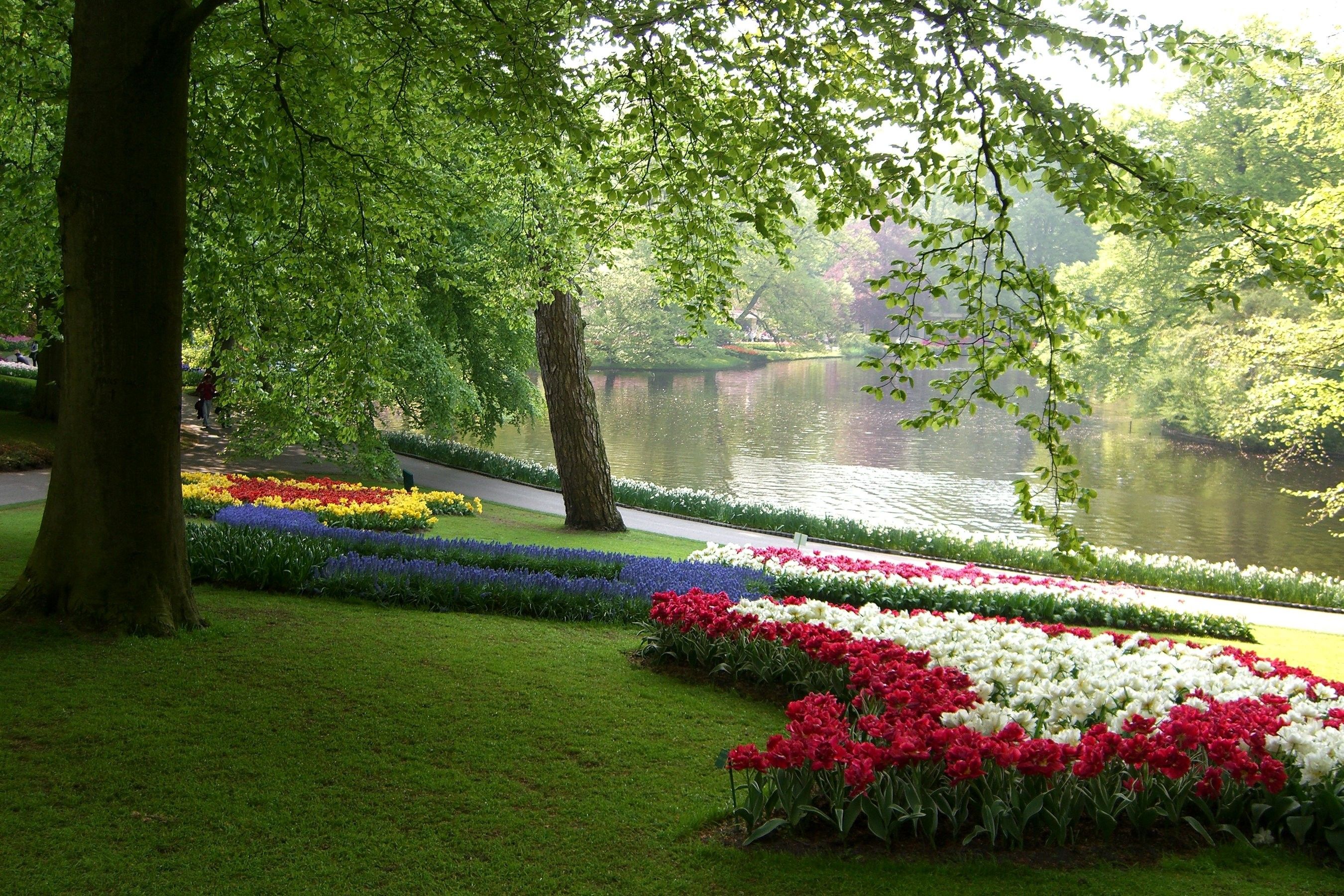 Netherlands, Parks, Tulips, Daffodils, Pond, Keukenhof, Grass