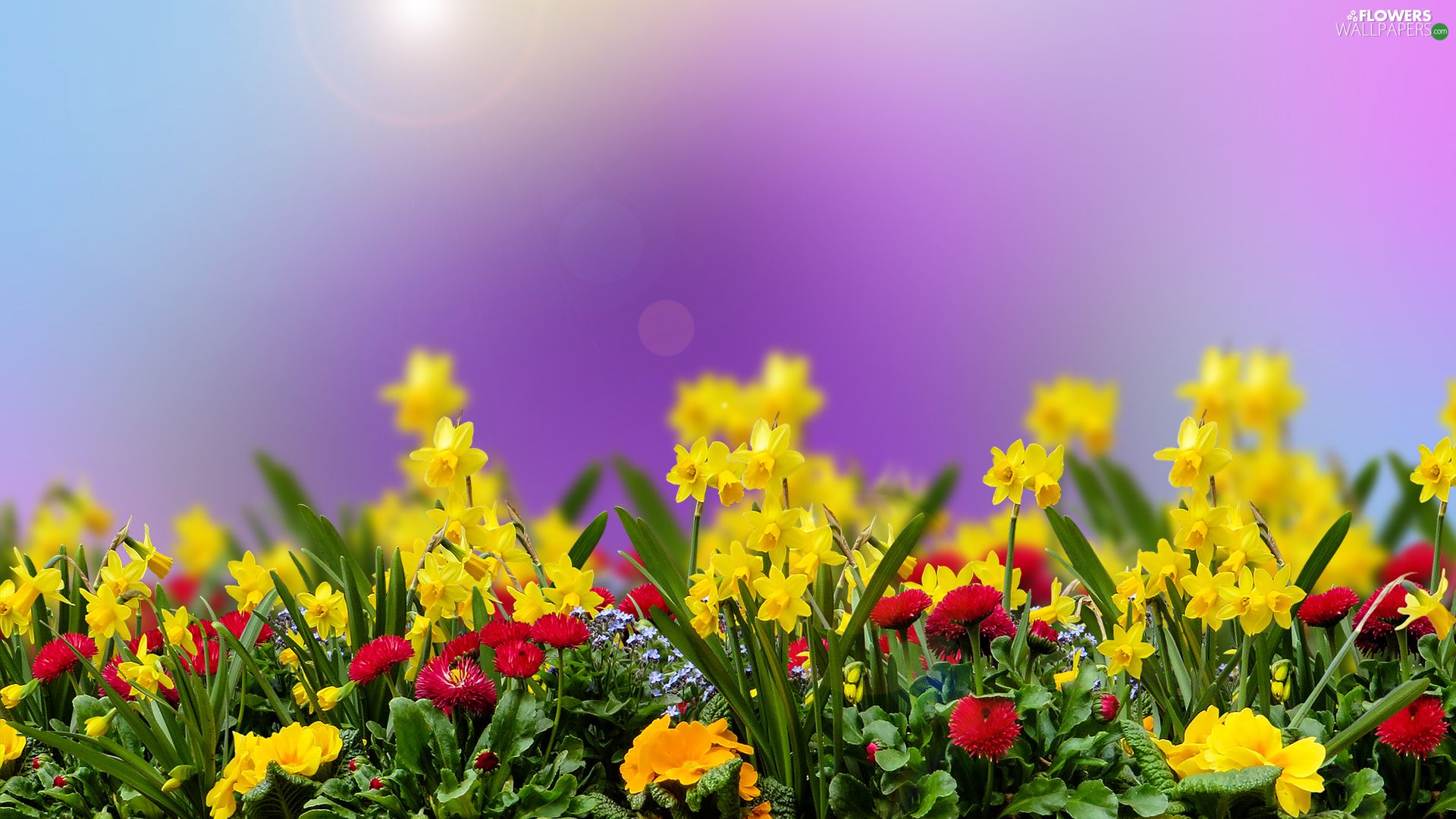 Flowers, daisies, Spring, Daffodils wallpaper: 1920x1080