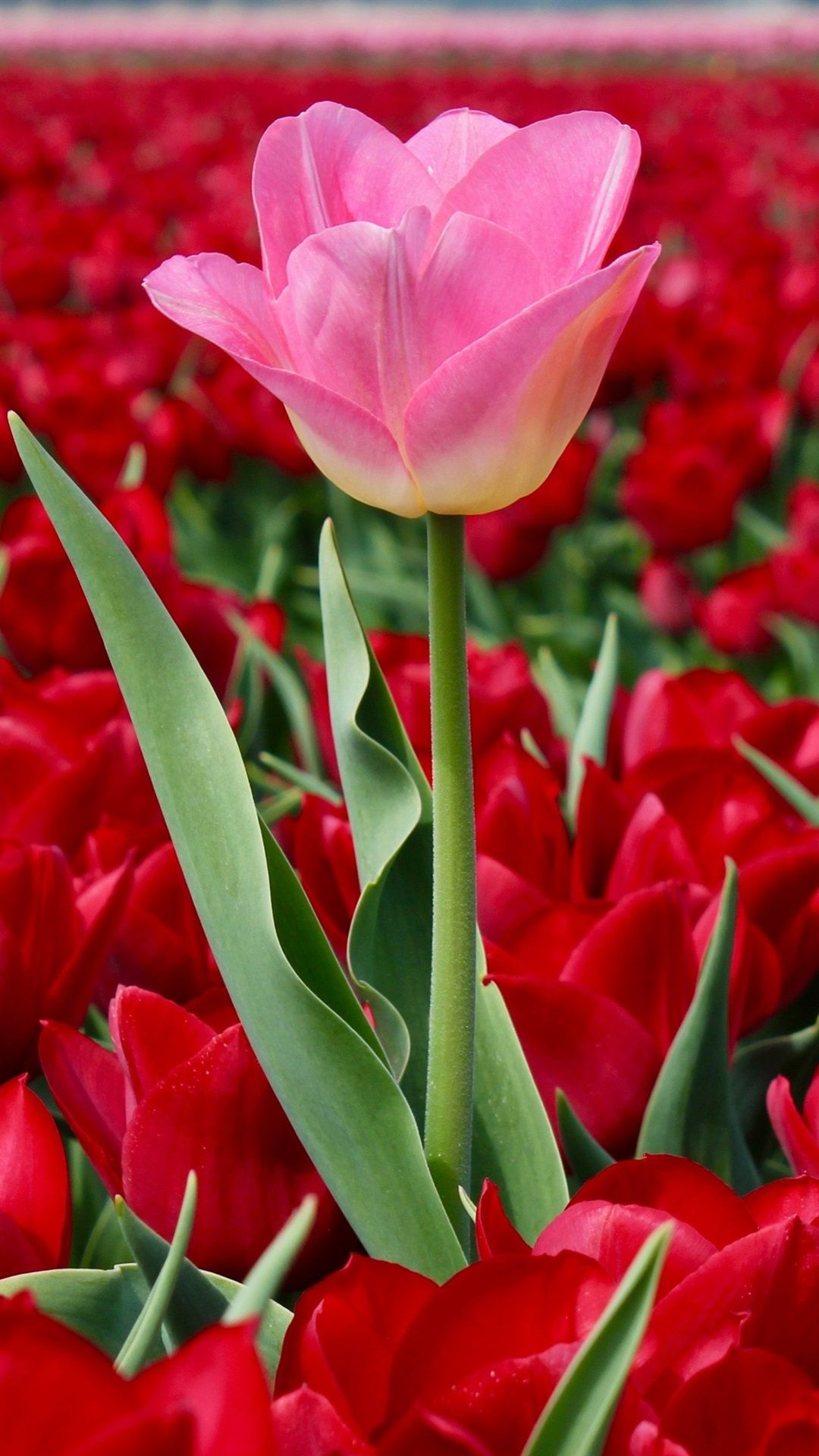 Wallpaper Netherlands, red tulips field, one pink flower 3840x2160
