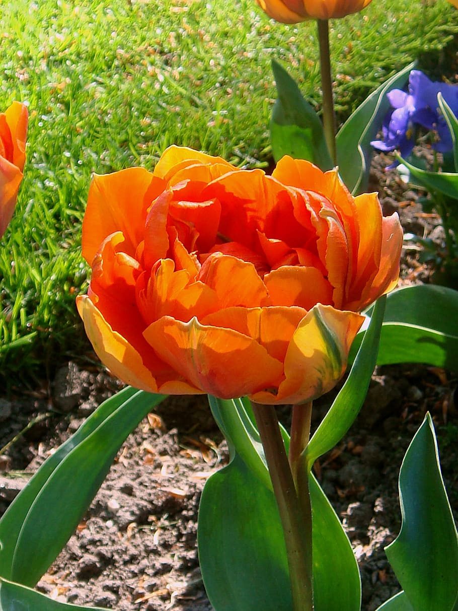 HD wallpaper: oranje tulp, orange flower, tulips, netherlands