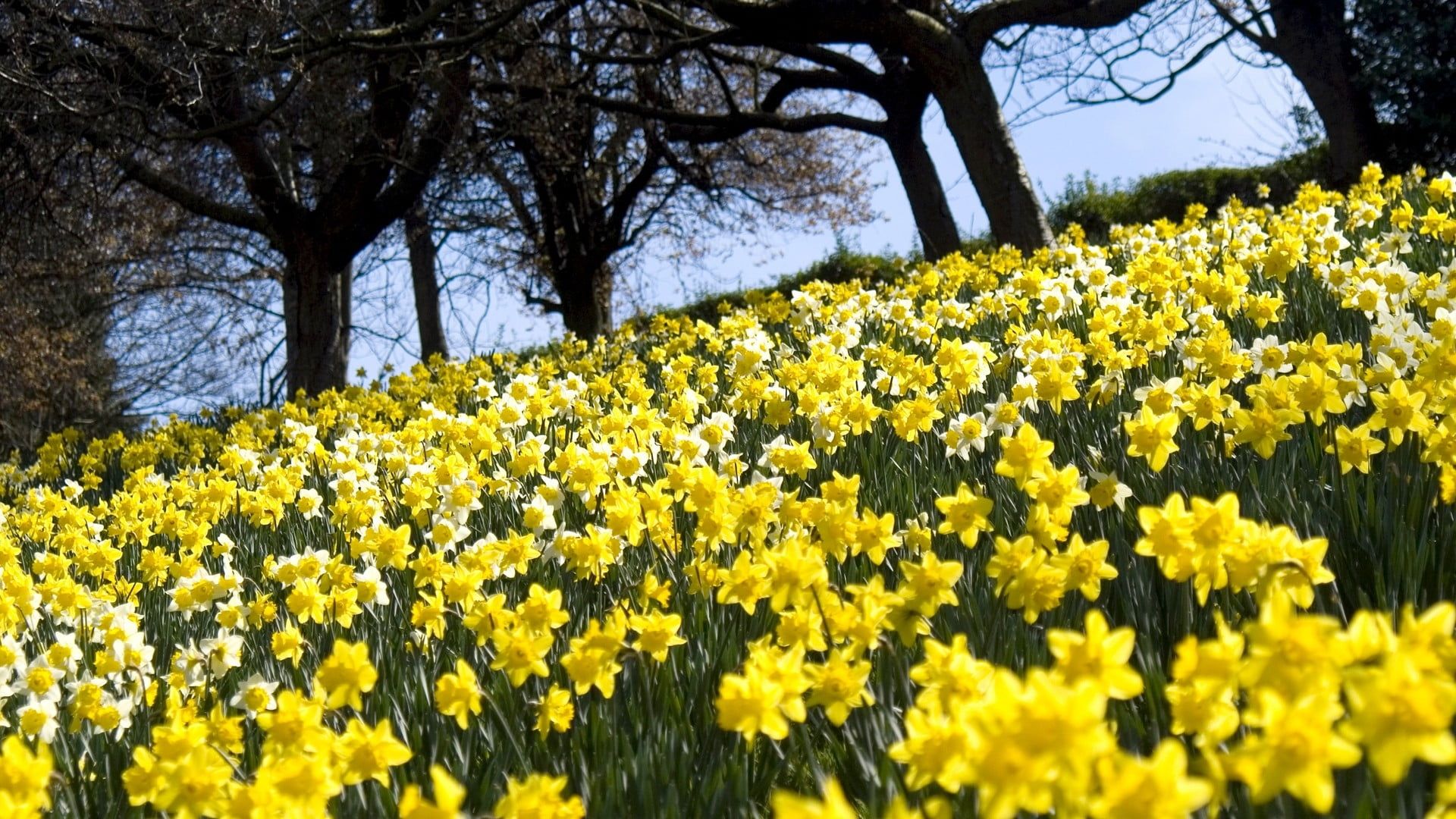 Spring Daffodils Flowers Wallpapers - Wallpaper Cave