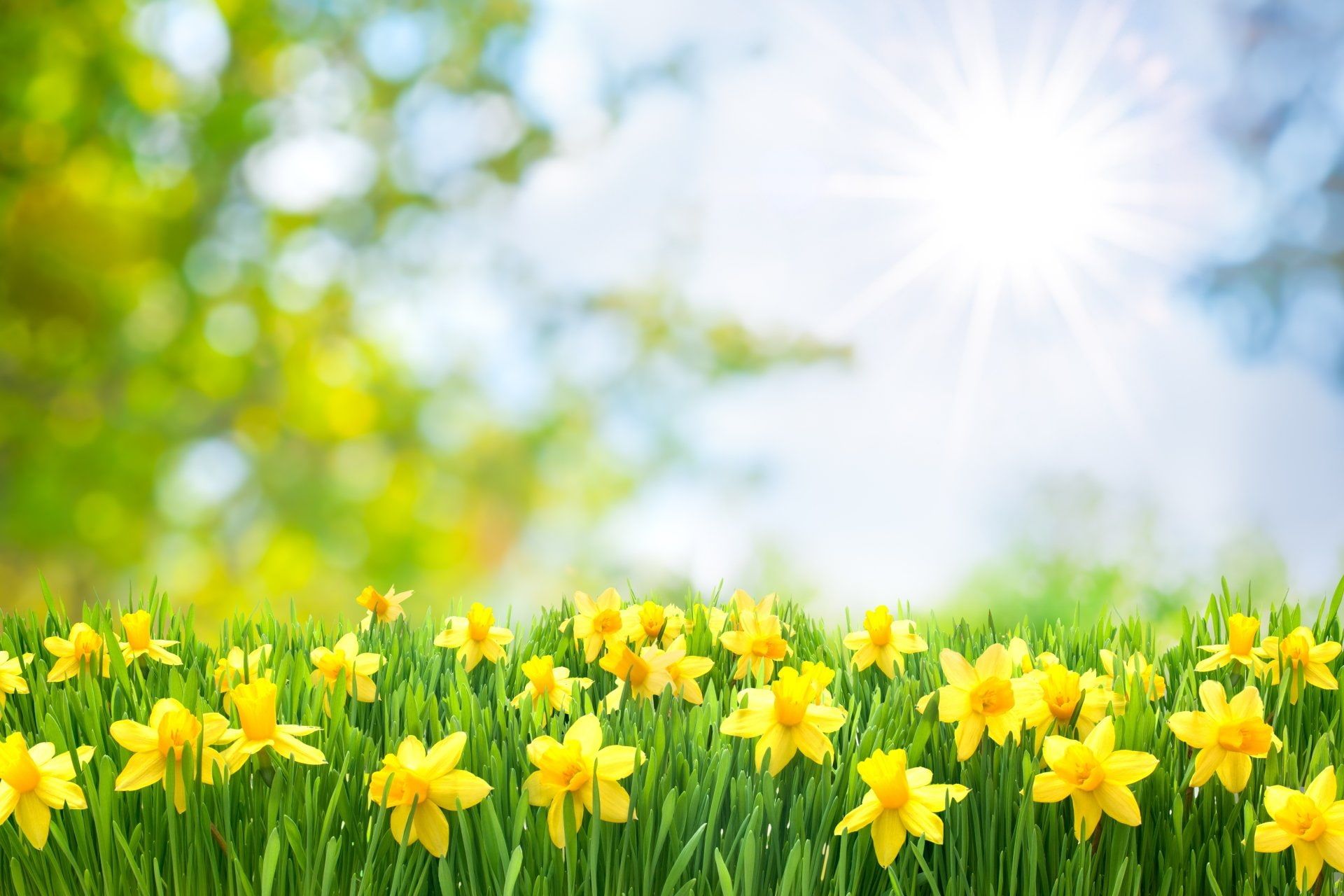 Yellow daffodil flower field HD wallpaper free download
