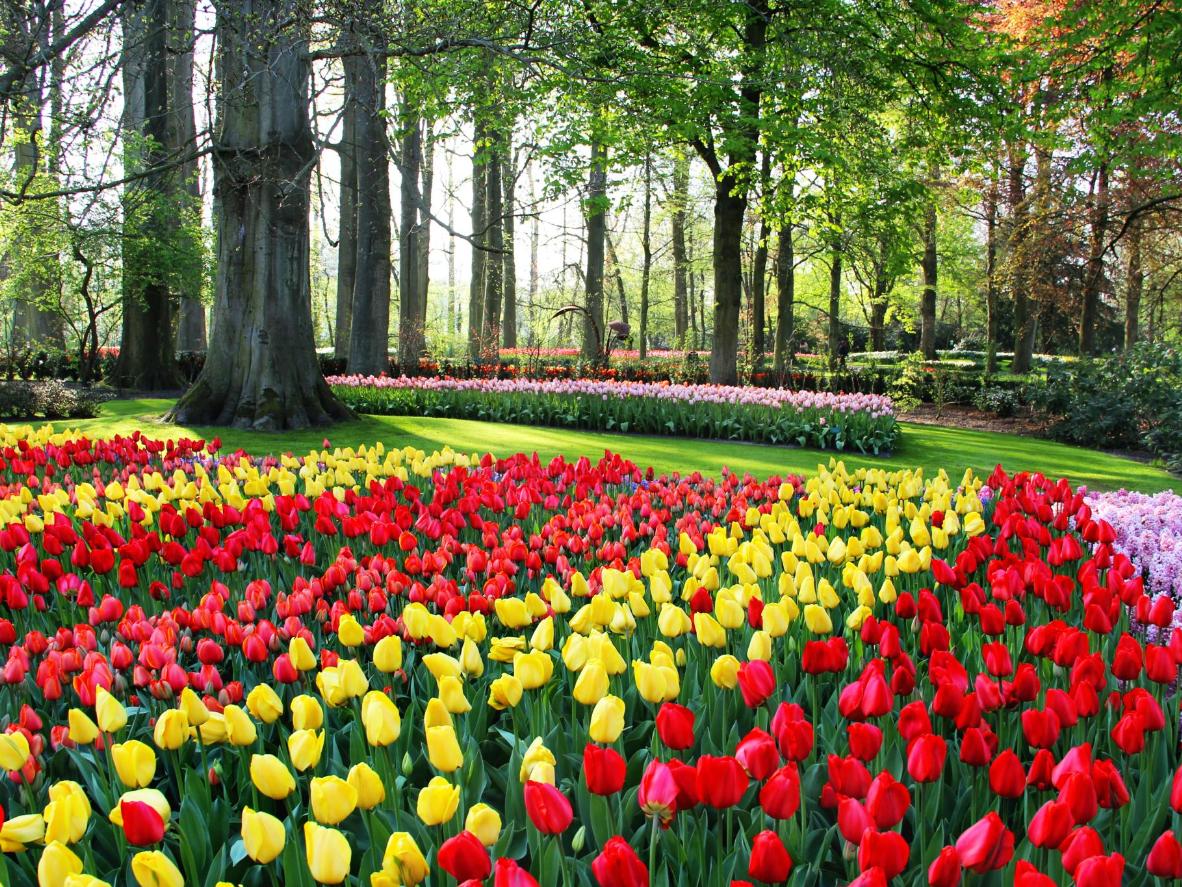 Holland's places to marvel at tulips