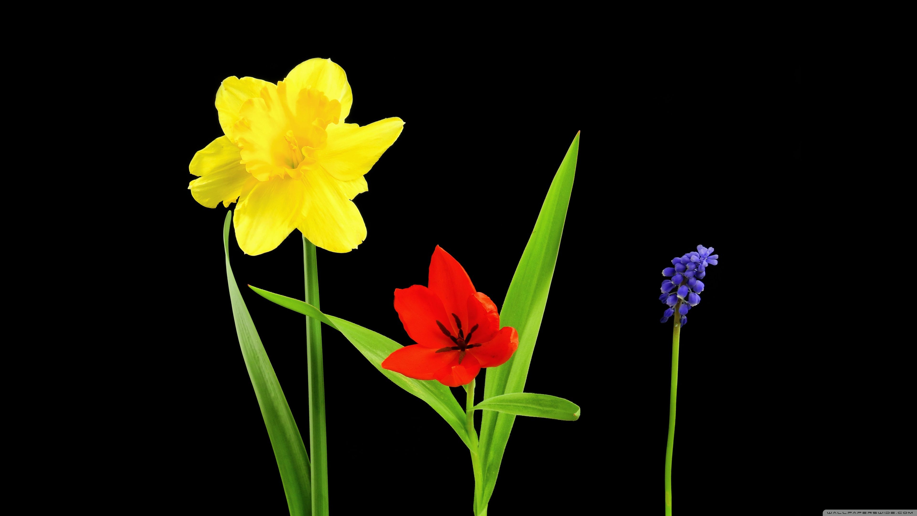 Spring Flowers, Daffodil, Tulip, Muscari, Black Background Ultra