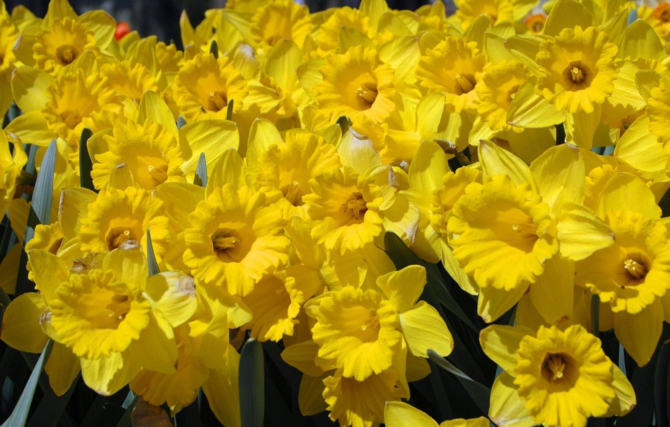 Wallpaper spring, daffodils, yellow flowers image for desktop