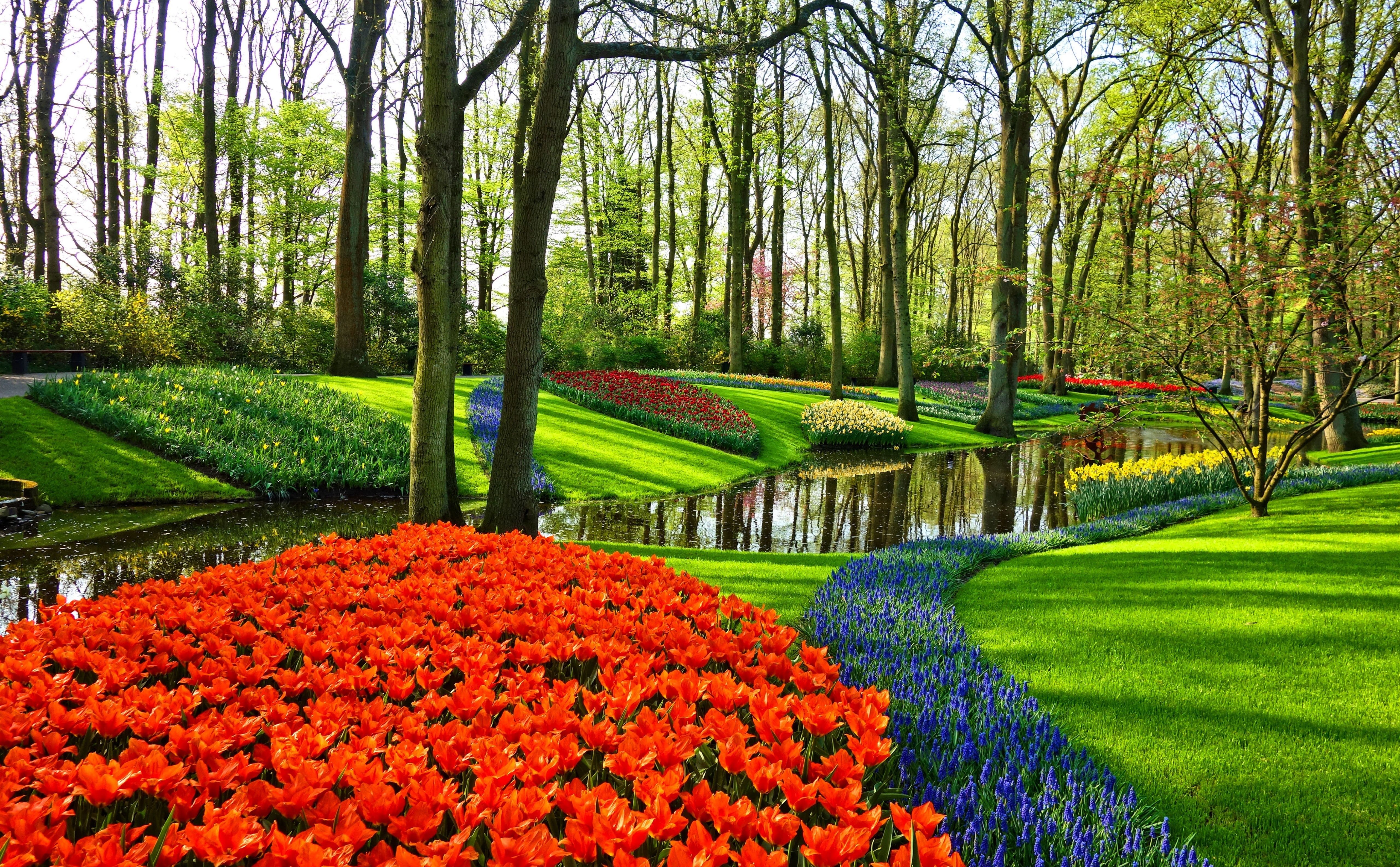 Famous Tulip Garden in Holland, red flowers, Europe, Netherlands