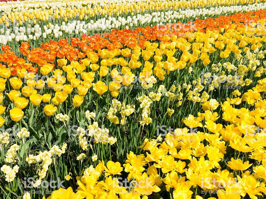Yellow Flowers In Spring In Keukenhof Park Holland