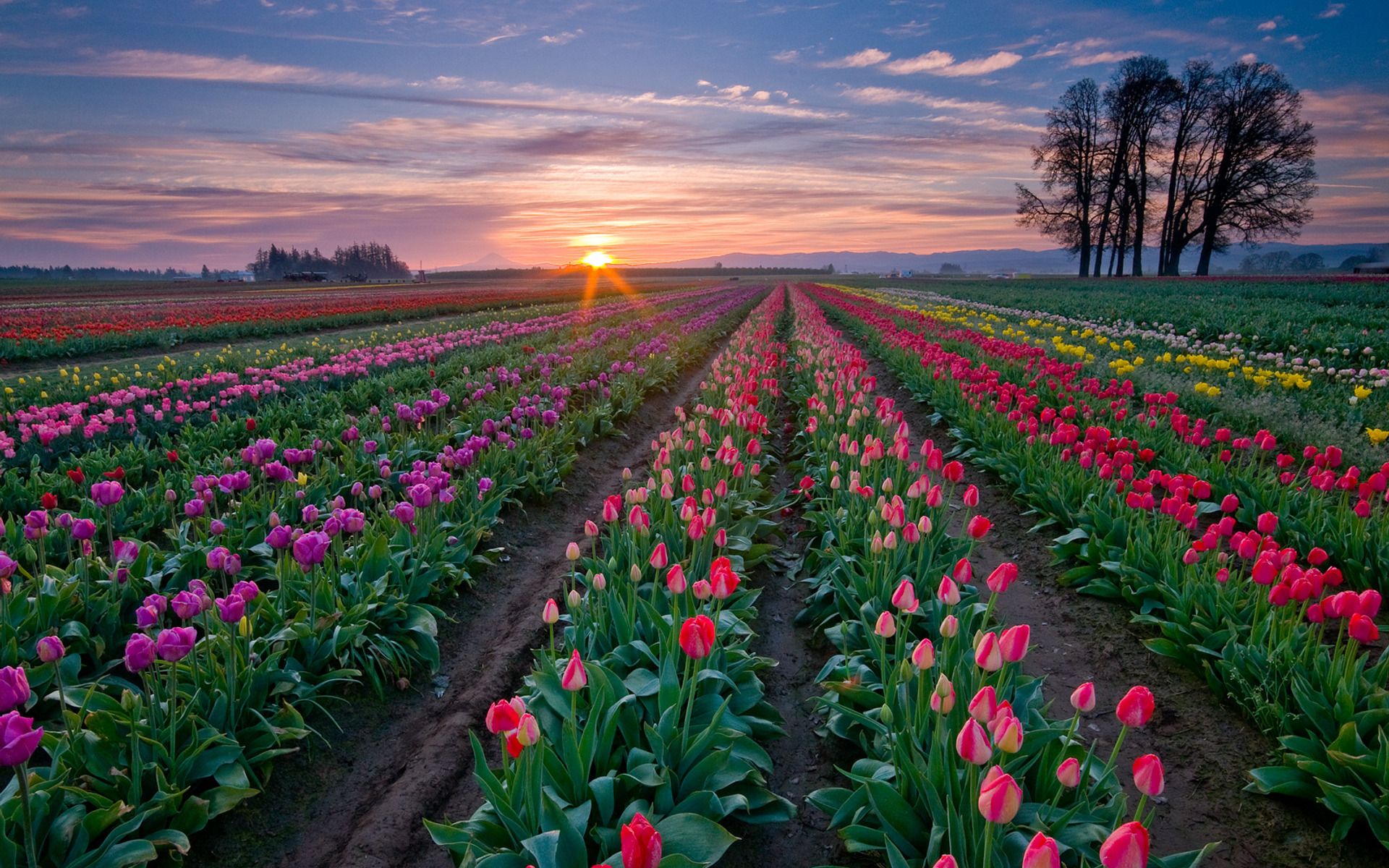 Daily Wallpaper: Tulip Fields. I Like To Waste My Time