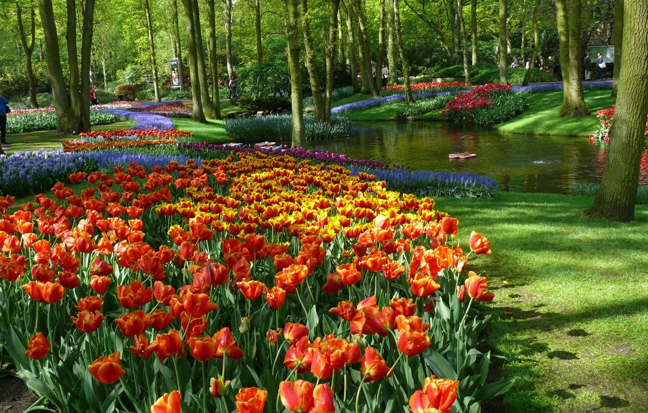 Wallpaper Spring, Tulips, Pond, Netherlands, Spring, Flowering