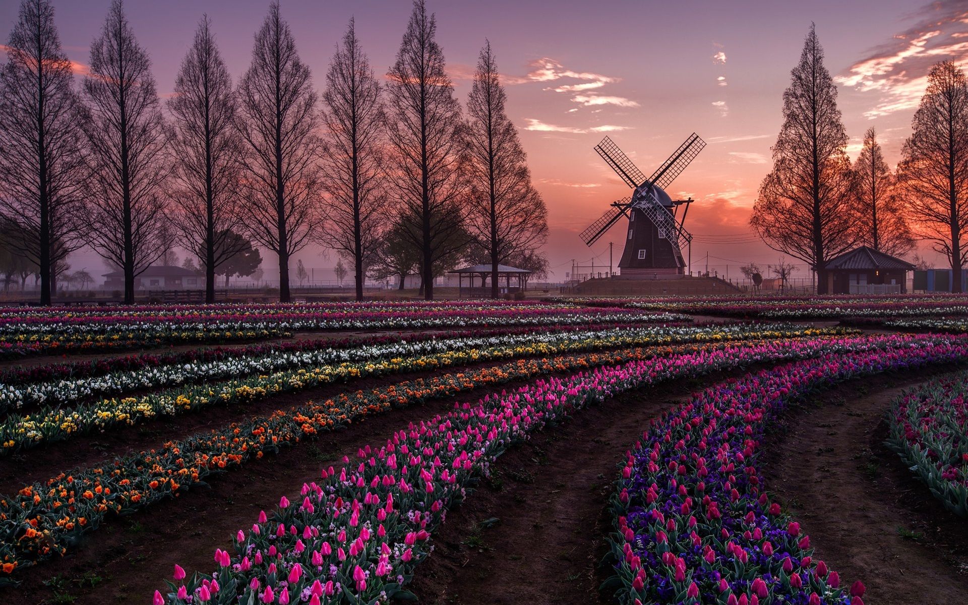 Wallpaper Netherlands, tulips flowers fields, trees, windmill