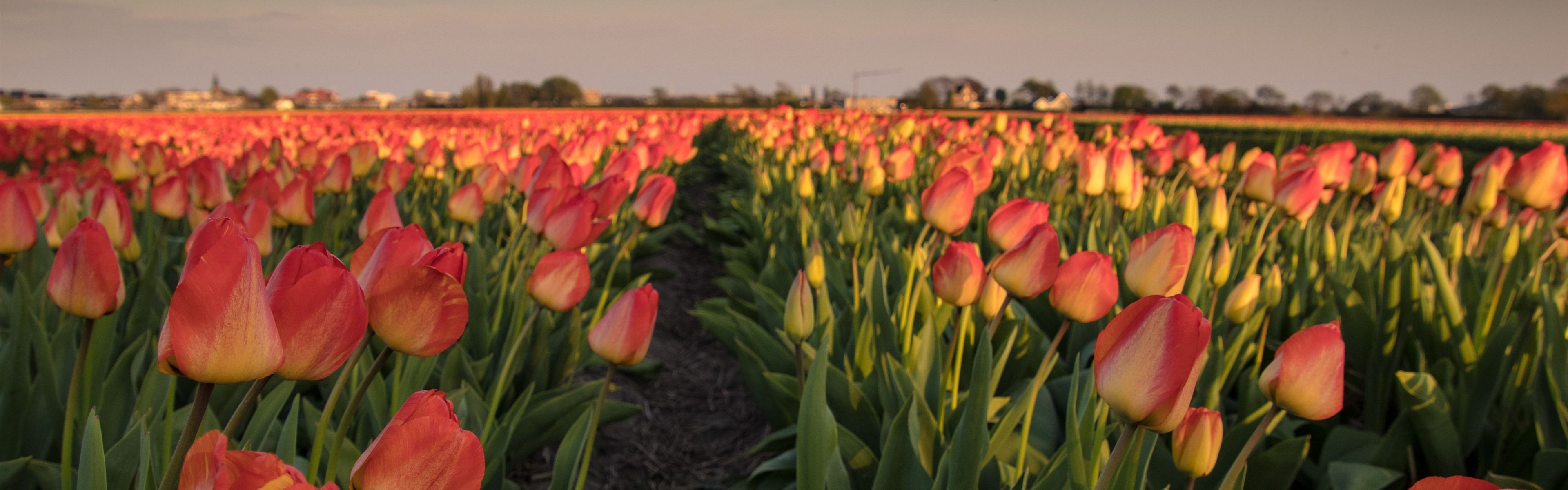 Netherlands, pink tulips, flowers field, morning 1242x2688 iPhone