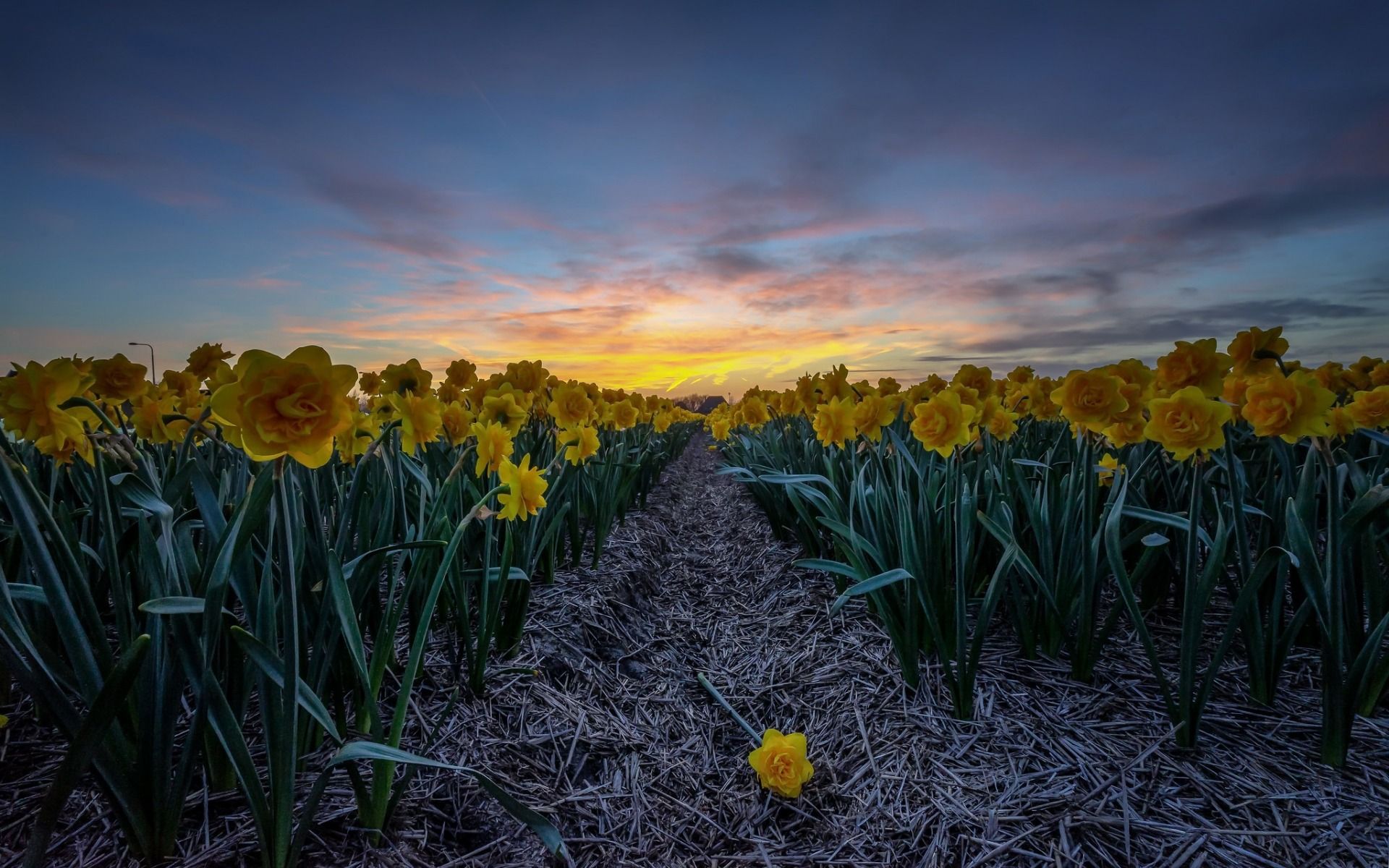Download wallpaper yellow daffodils, evening, sunset, flower