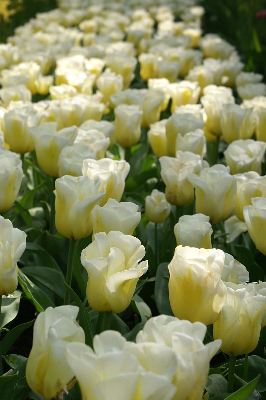 tulips, holland, spring, nature, tulip, tulip fields, keukenhof