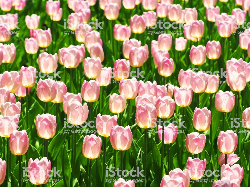 Dutch Field Of Light Pink Tulips Landscape Beautiful Bouquet Of