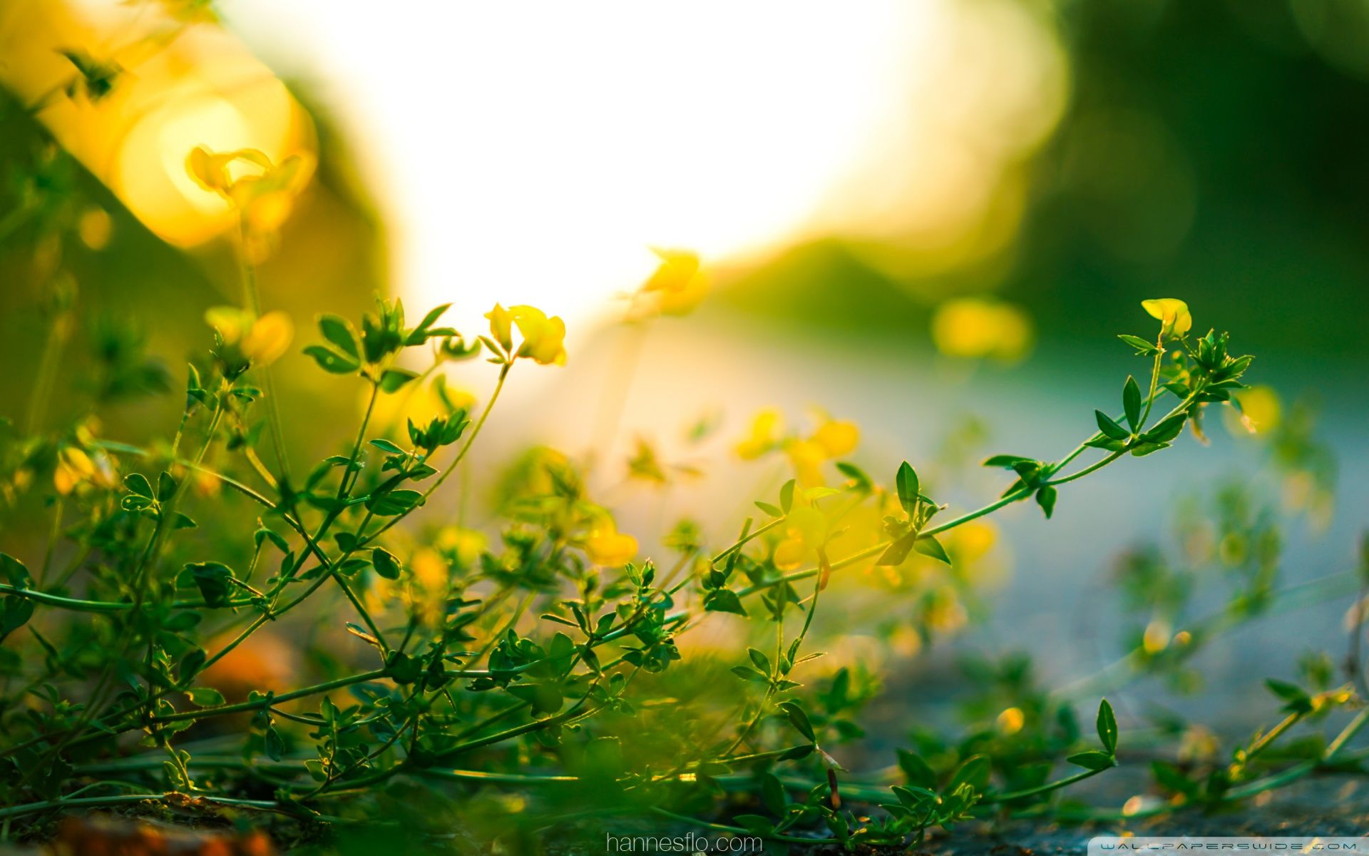 Tiny Yellow Flowers, Green Leaves, Sunlight Bokeh Ultra HD Desktop