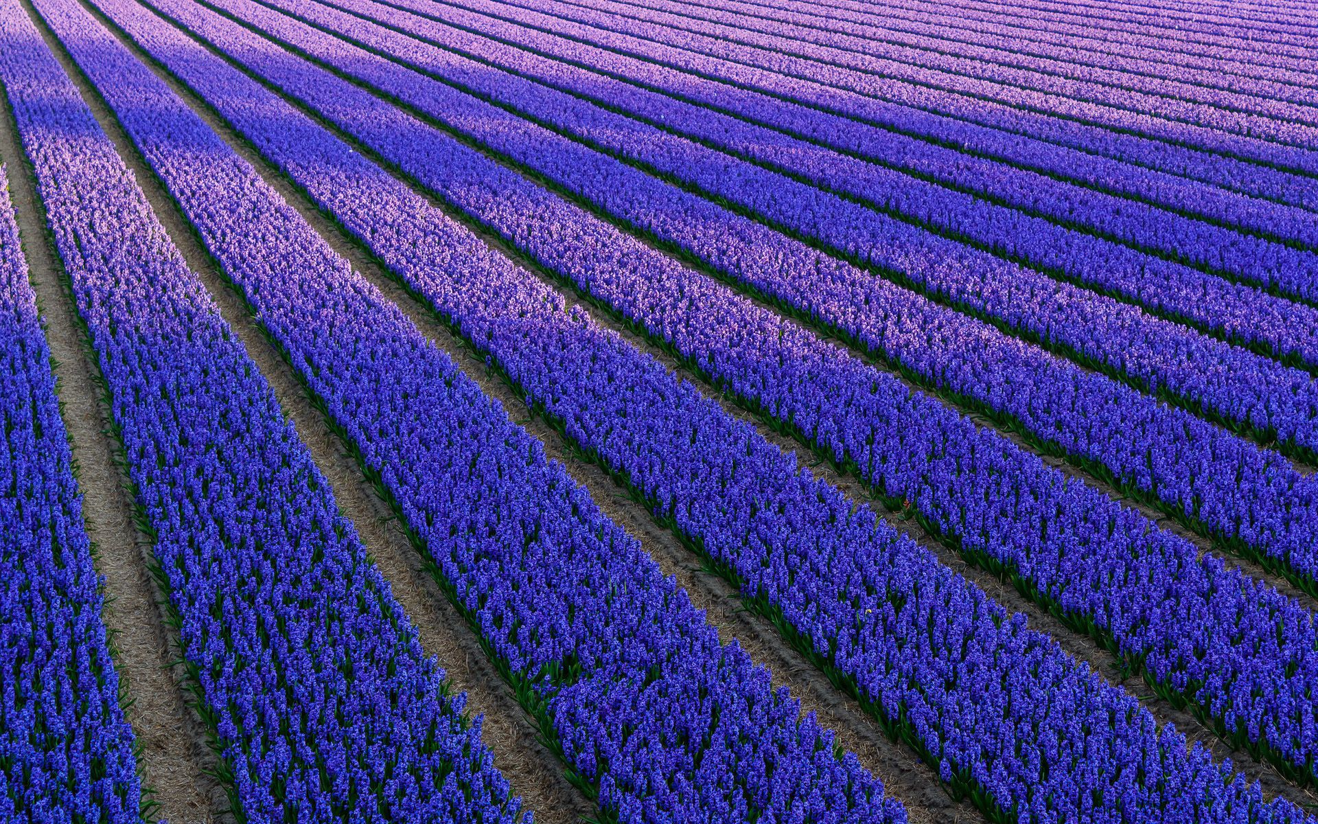 Dutch Hyacinth Field of Blue Flowers Wallpaper